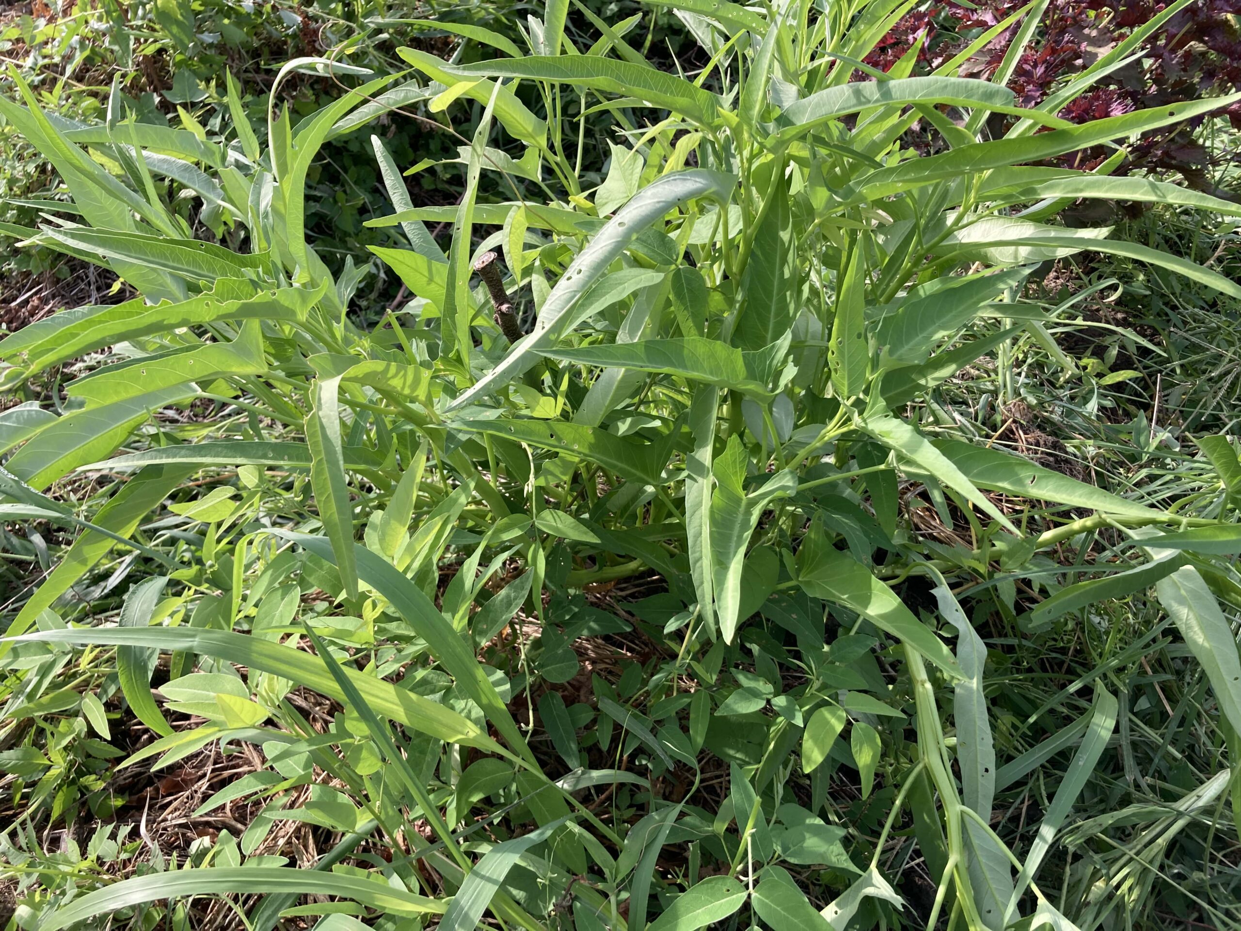 空芯菜（エンサイ）の育て方【プランター・畑どちらもOK】夏におすすめの野菜