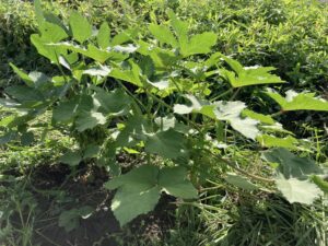 【2025年】耕作放棄地を耕して畑（家庭菜園）にします（無農薬・有機栽培・不耕起栽培）