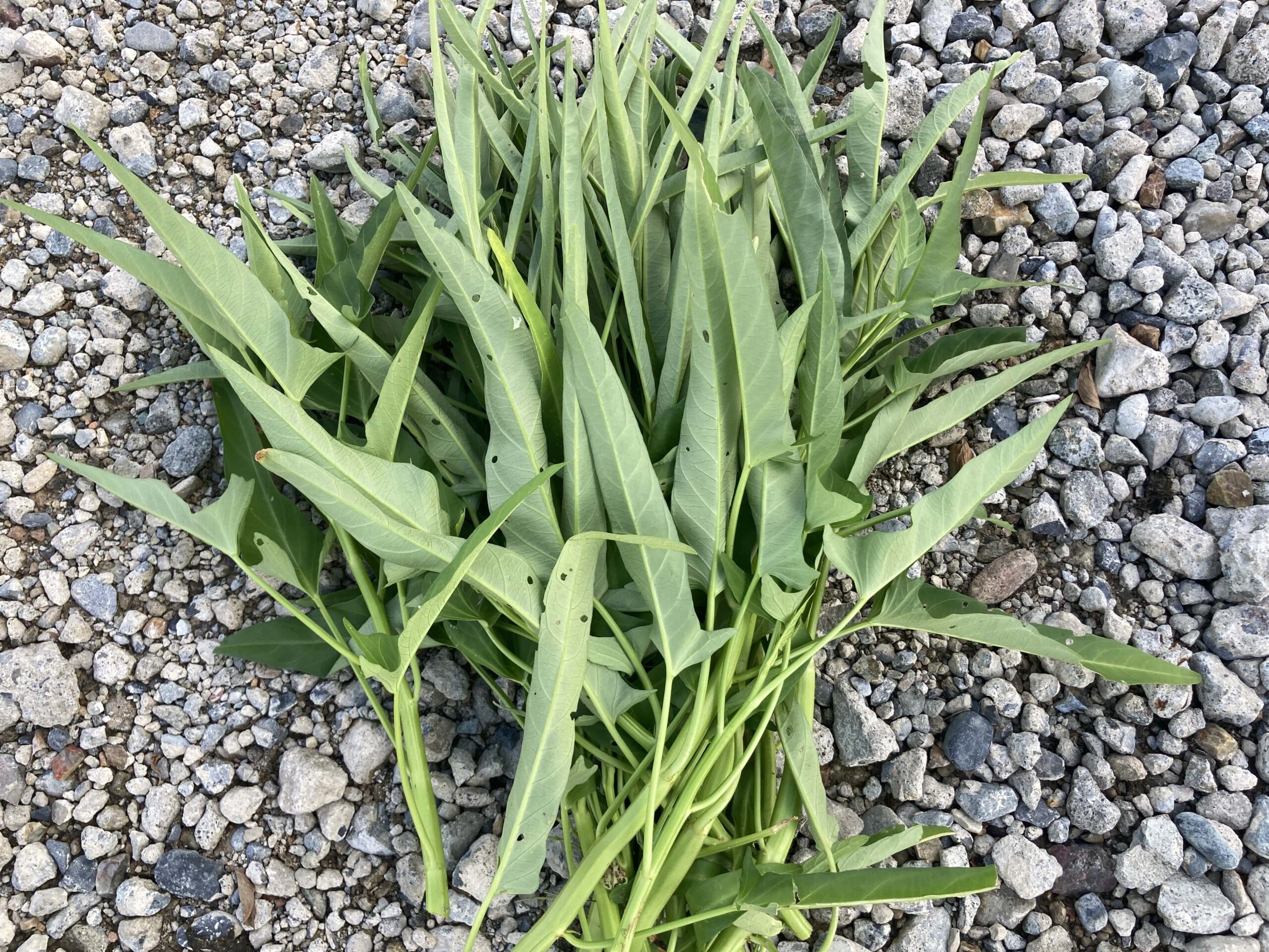 空芯菜（エンサイ）の育て方【プランター・畑どちらもOK】夏におすすめの野菜