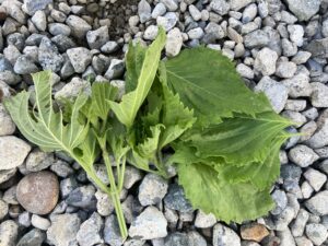 【2025年】耕作放棄地を耕して畑（家庭菜園）にします（無農薬・有機栽培・不耕起栽培）