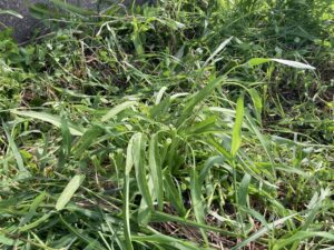 【2025年】耕作放棄地を耕して畑（家庭菜園）にします（無農薬・有機栽培・不耕起栽培）