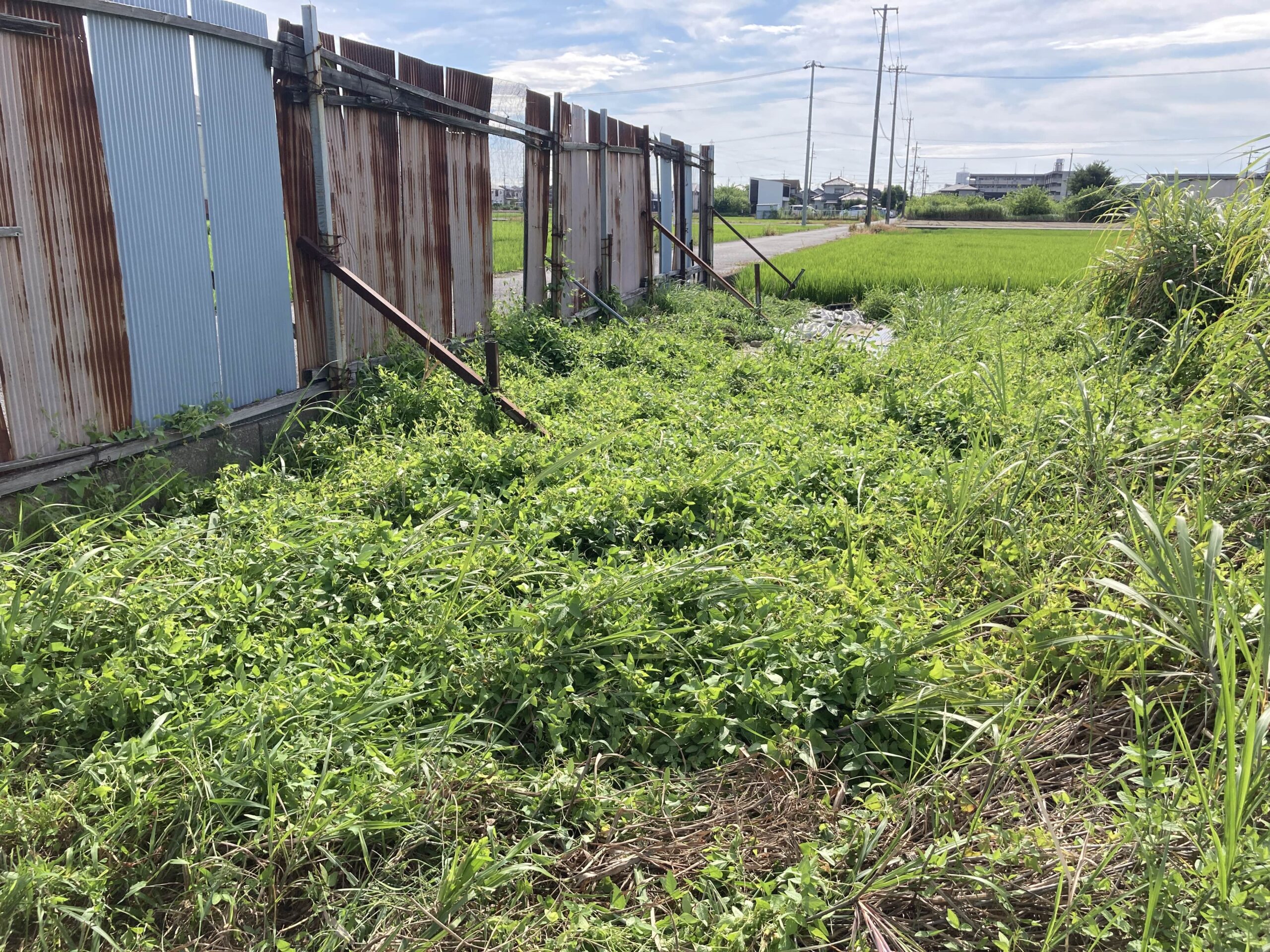 【2025年】耕作放棄地を耕して畑（家庭菜園）にします（無農薬・有機栽培・不耕起栽培）