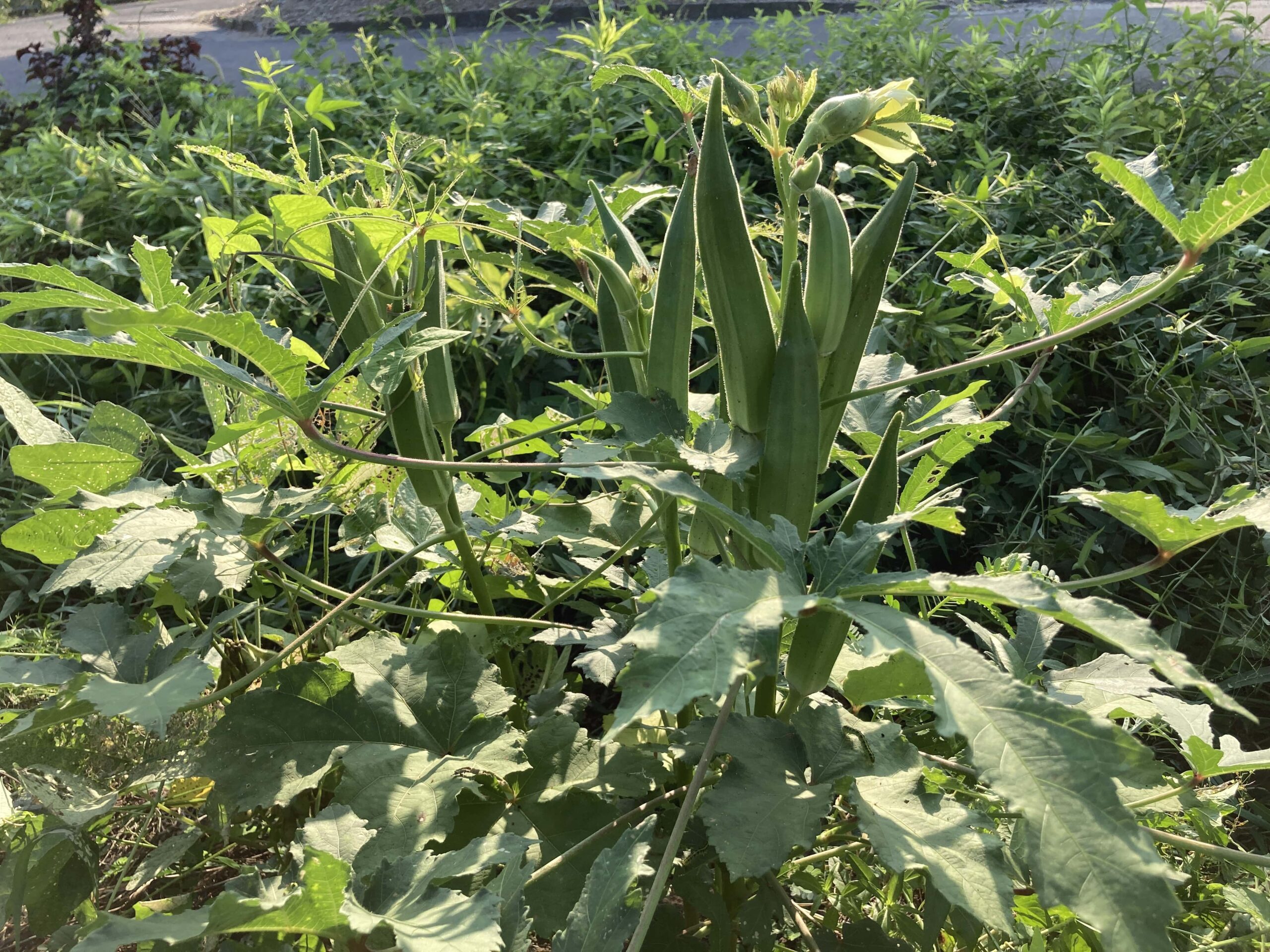 オクラの育て方｜家庭菜園初心者にもおすすめ！ネバネバ栄養たっぷりの夏野菜を育てよう