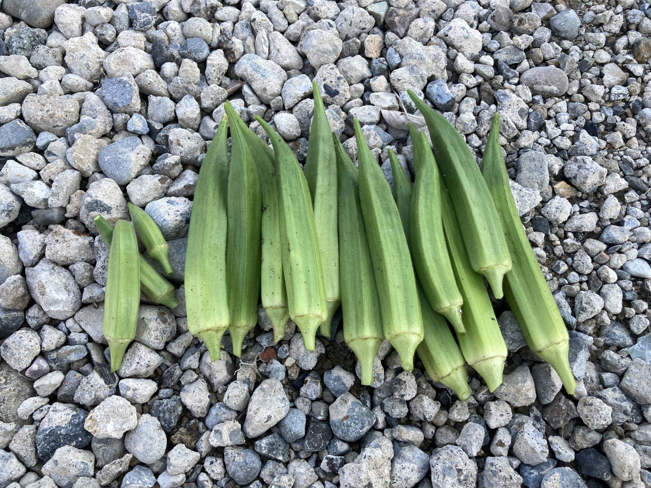 オクラの育て方｜家庭菜園初心者にもおすすめ！ネバネバ栄養たっぷりの夏野菜を育てよう