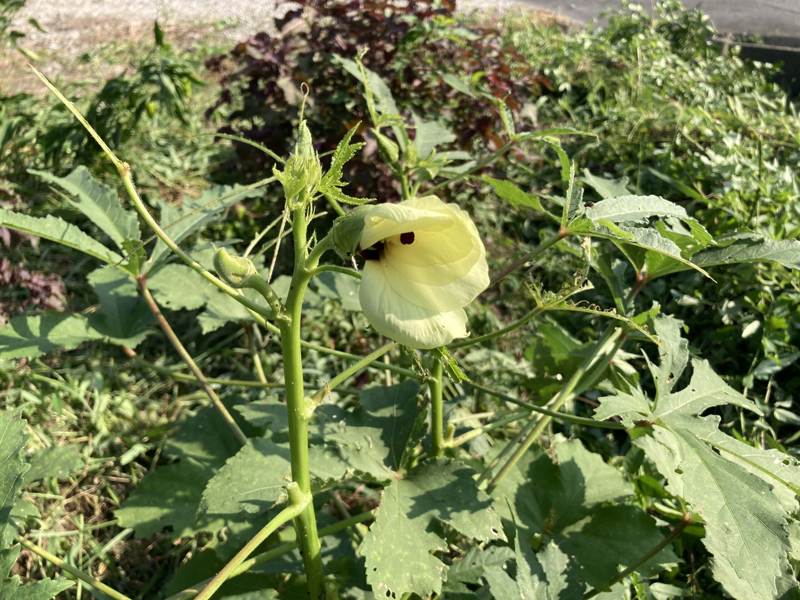 オクラの育て方｜家庭菜園初心者にもおすすめ！ネバネバ栄養たっぷりの夏野菜を育てよう