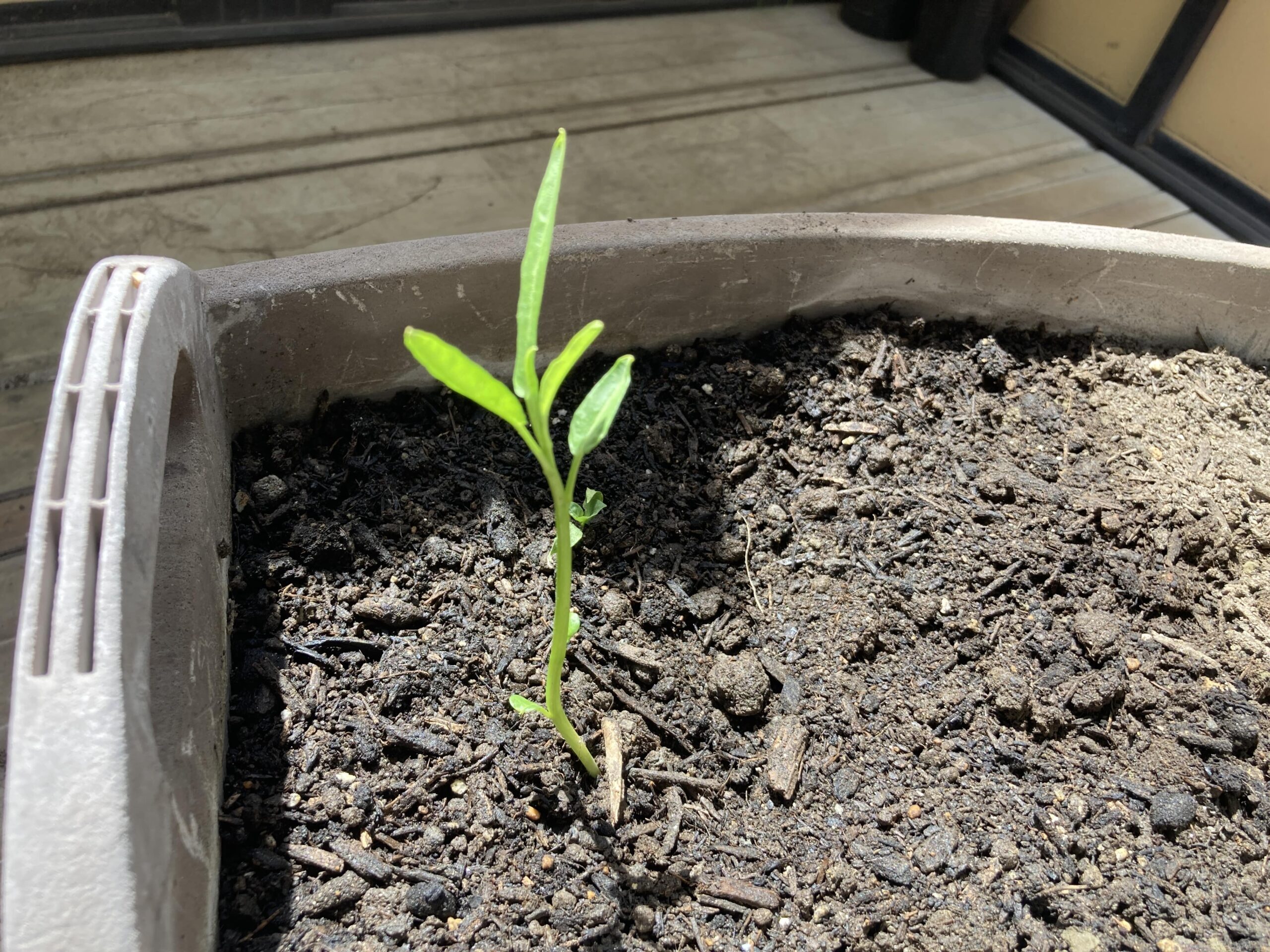 空芯菜（エンサイ）の育て方｜初心者でも簡単！【プランター・畑どちらもOK】夏におすすめの葉物野菜です。