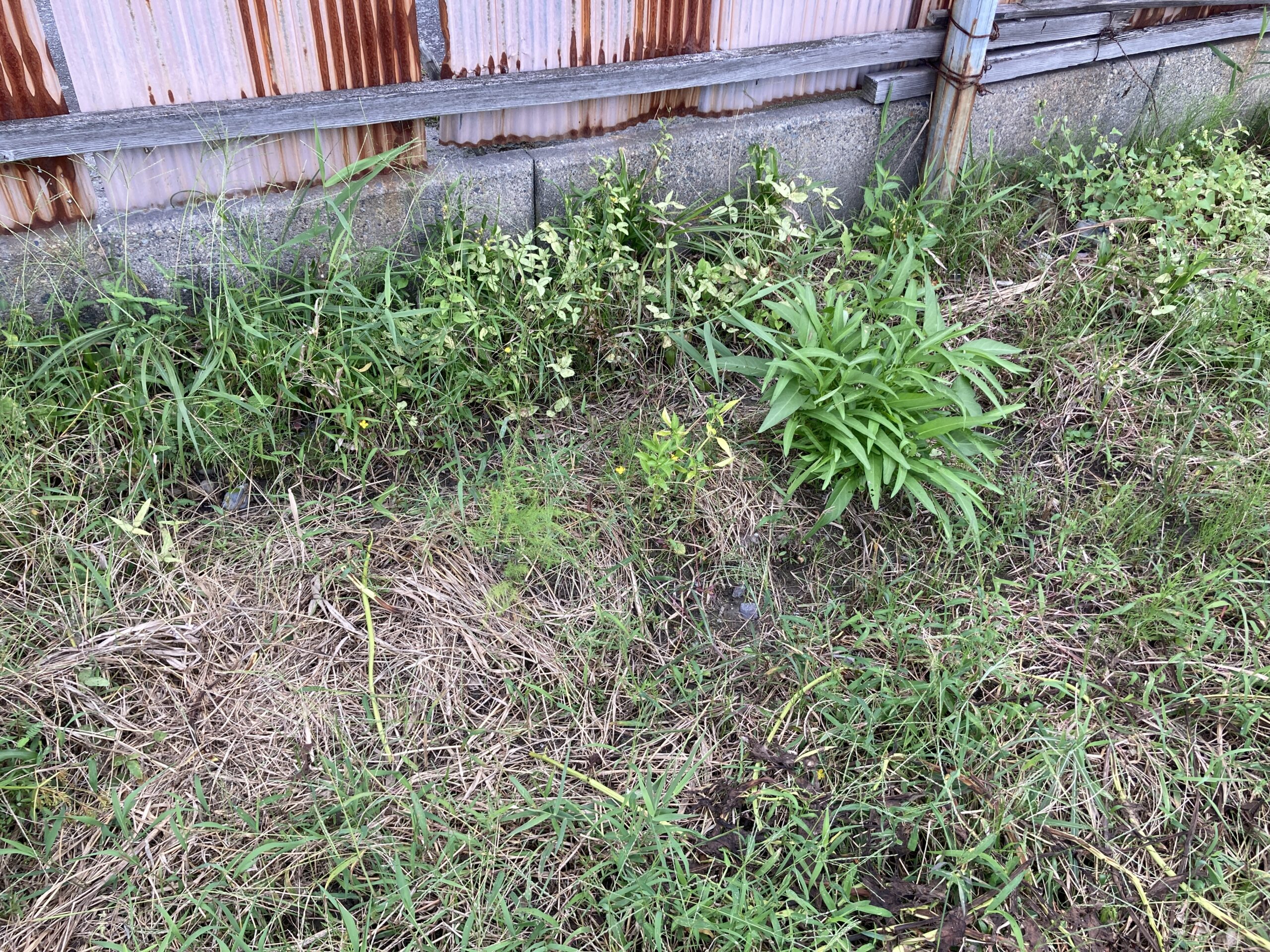【2025年】耕作放棄地を耕して畑（家庭菜園）にします（無農薬・有機栽培・不耕起栽培）
