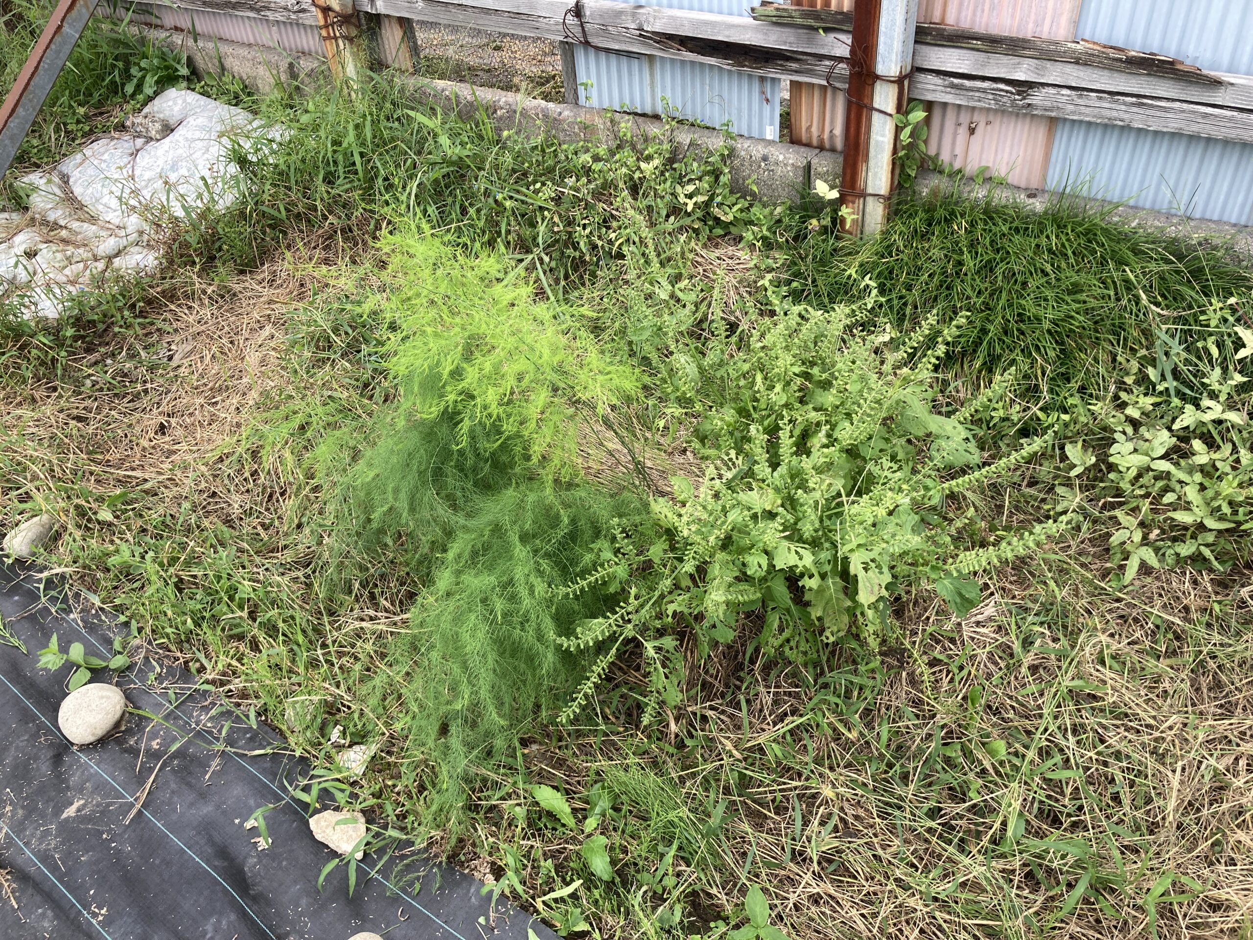 【2025年】耕作放棄地を耕して畑（家庭菜園）にします（無農薬・有機栽培・不耕起栽培）