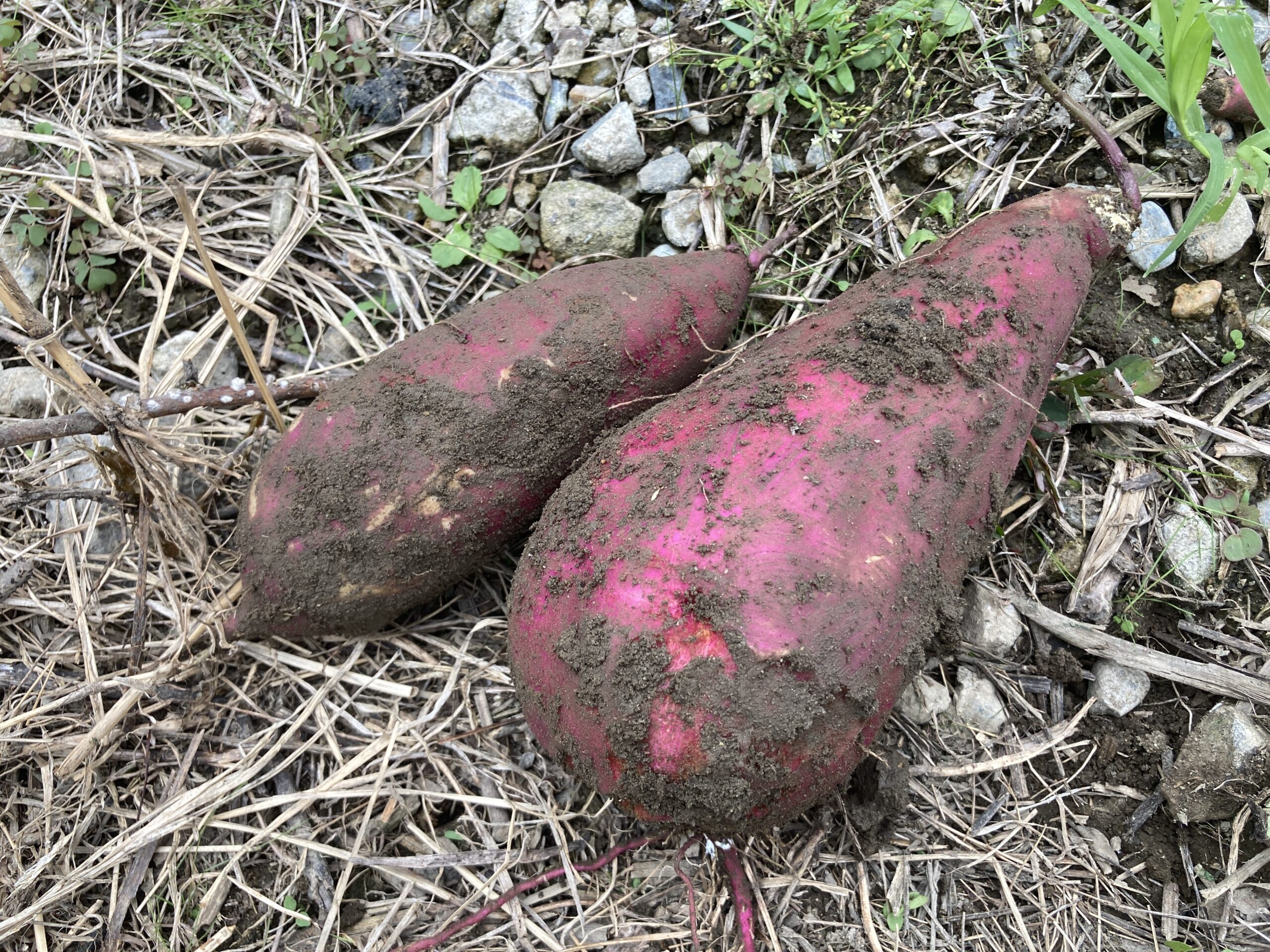 サツマイモの育て方|初心者でも育てやすい!甘くてホクホク、秋の収穫が楽しみな人気野菜