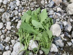 【2025年】耕作放棄地を耕して畑（家庭菜園）にします（無農薬・有機栽培・不耕起栽培）