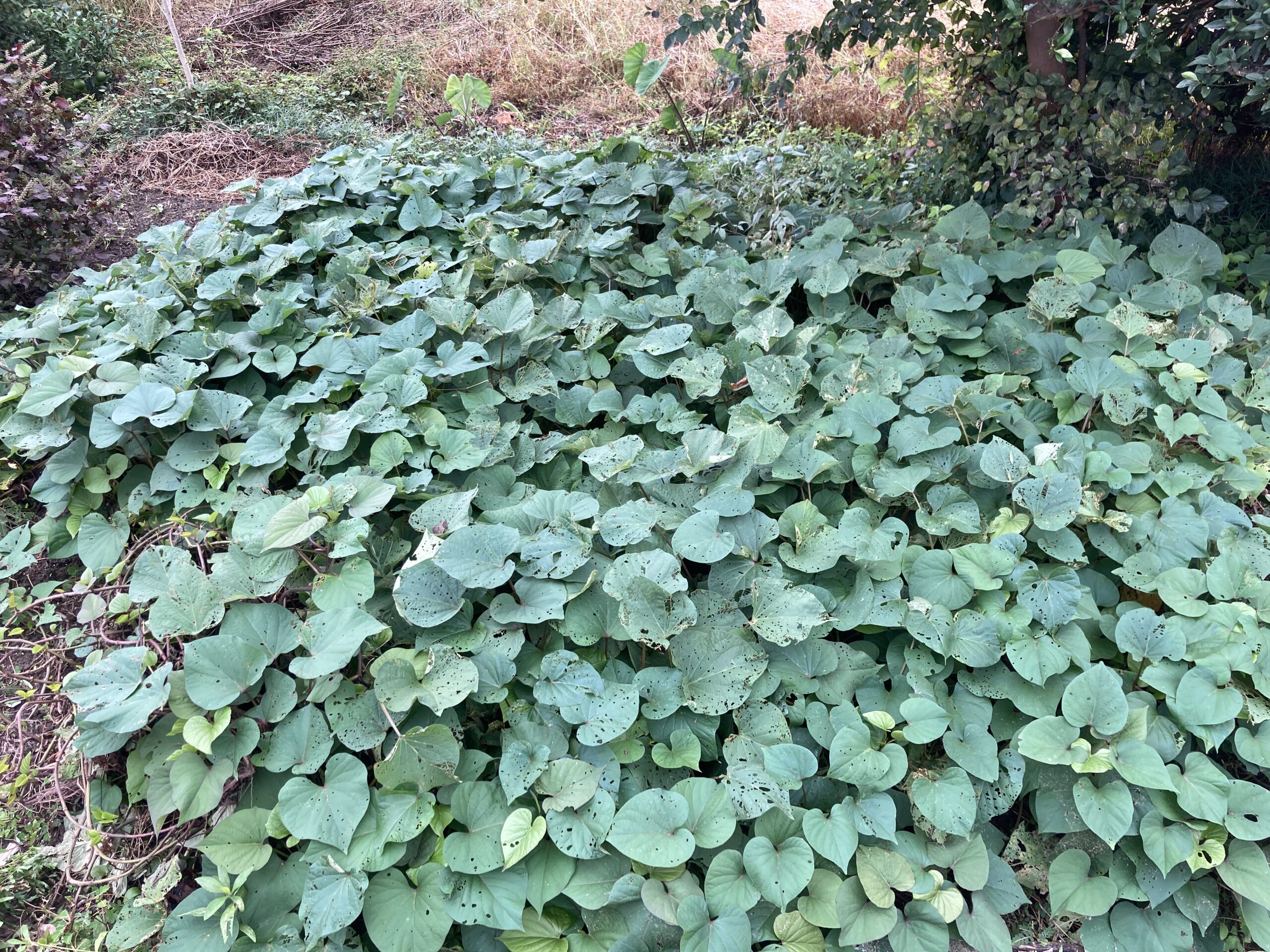 サツマイモの育て方|初心者でも育てやすい!甘くてホクホク、秋の収穫が楽しみな人気野菜