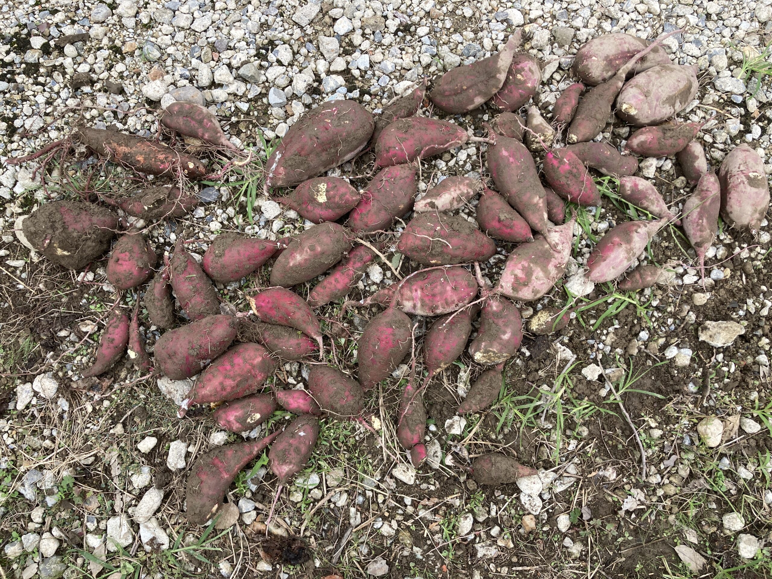 サツマイモの育て方｜初心者でも育てやすい！甘くてホクホク、秋の収穫が楽しみな人気野菜