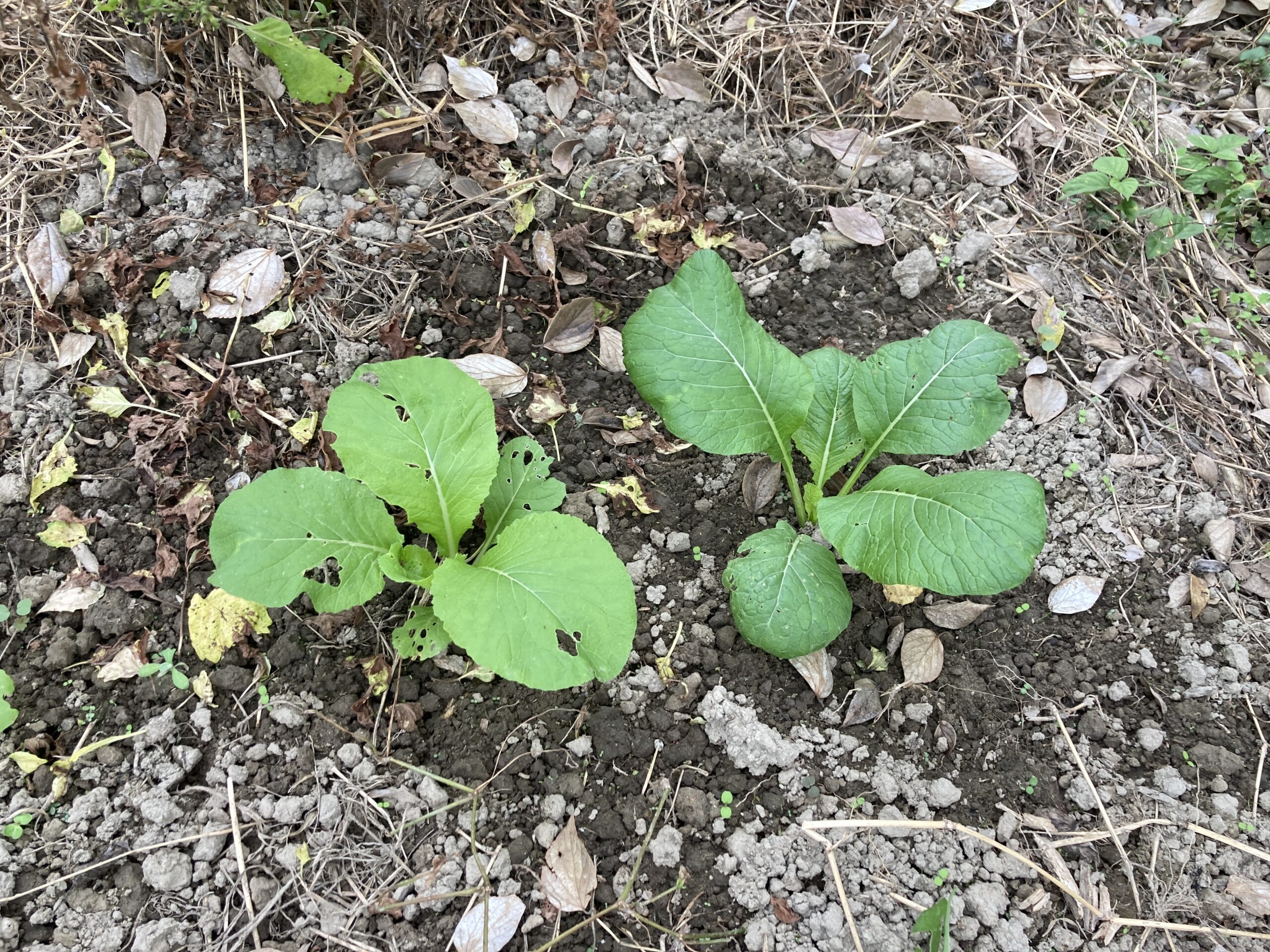 小松菜(コマツナ)の育て方|家庭菜園でも簡単!年中種がまけて年中収穫できる葉物野菜。成長も早く短期間で収穫可能!