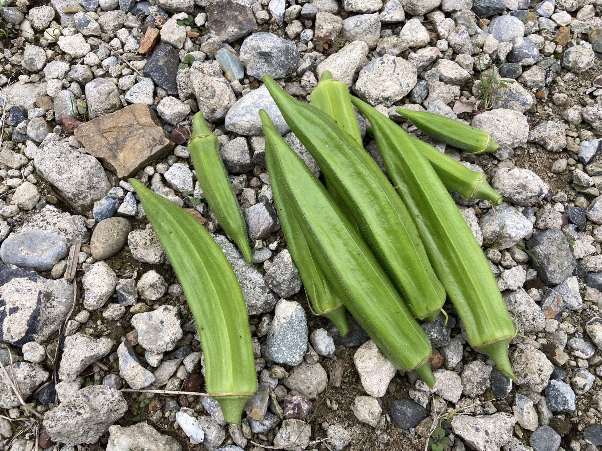 オクラの育て方｜家庭菜園初心者にもおすすめ！ネバネバ栄養たっぷりの夏野菜を育てよう
