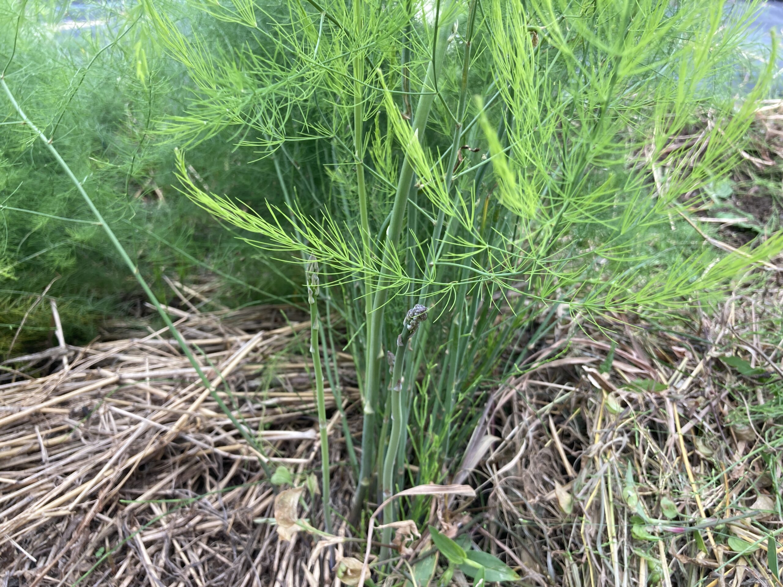 アスパラガスを100均(ダイソー)の種から育てて収穫する方法