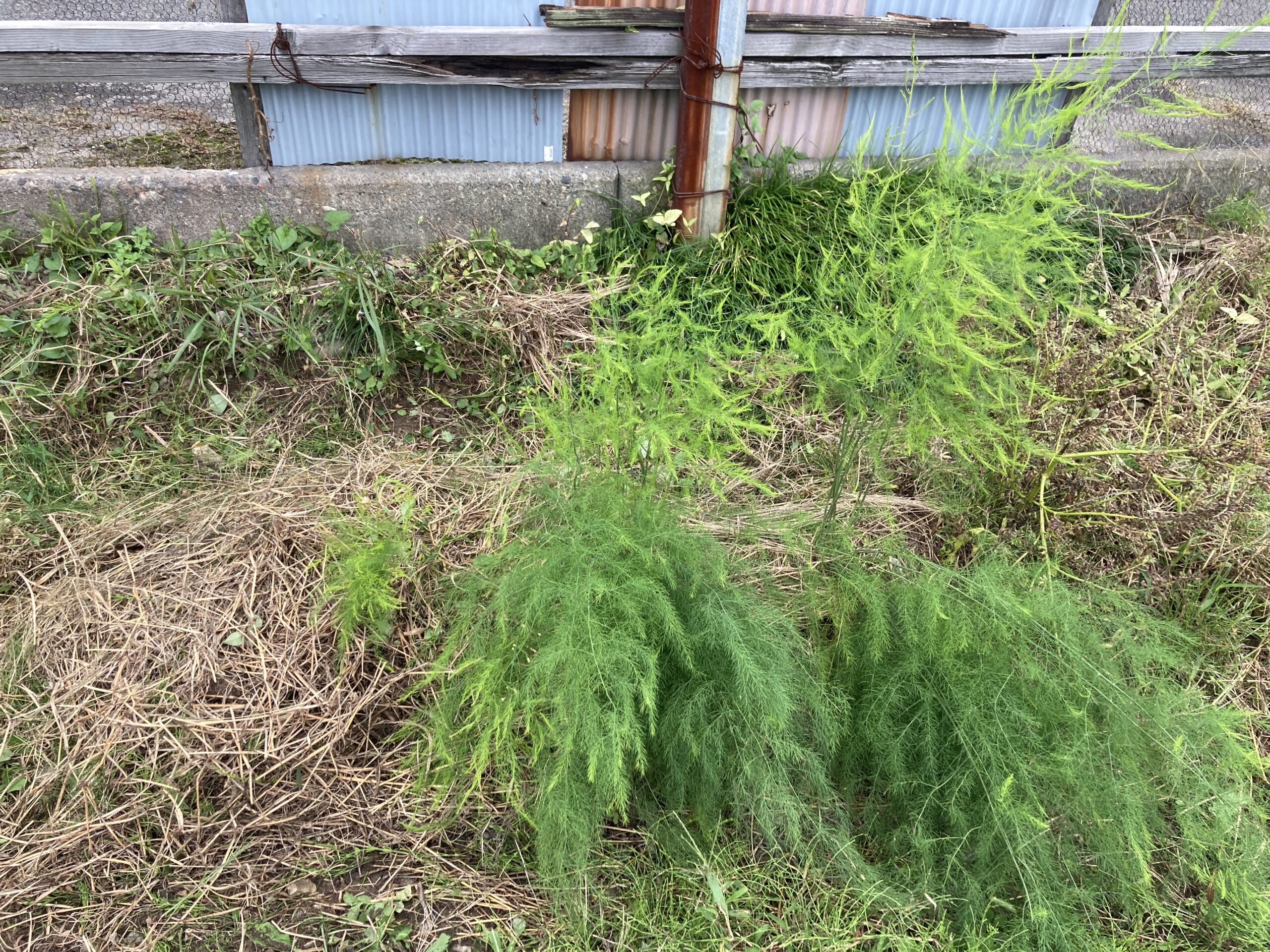 アスパラガスを100均(ダイソー)の種から育てて収穫する方法