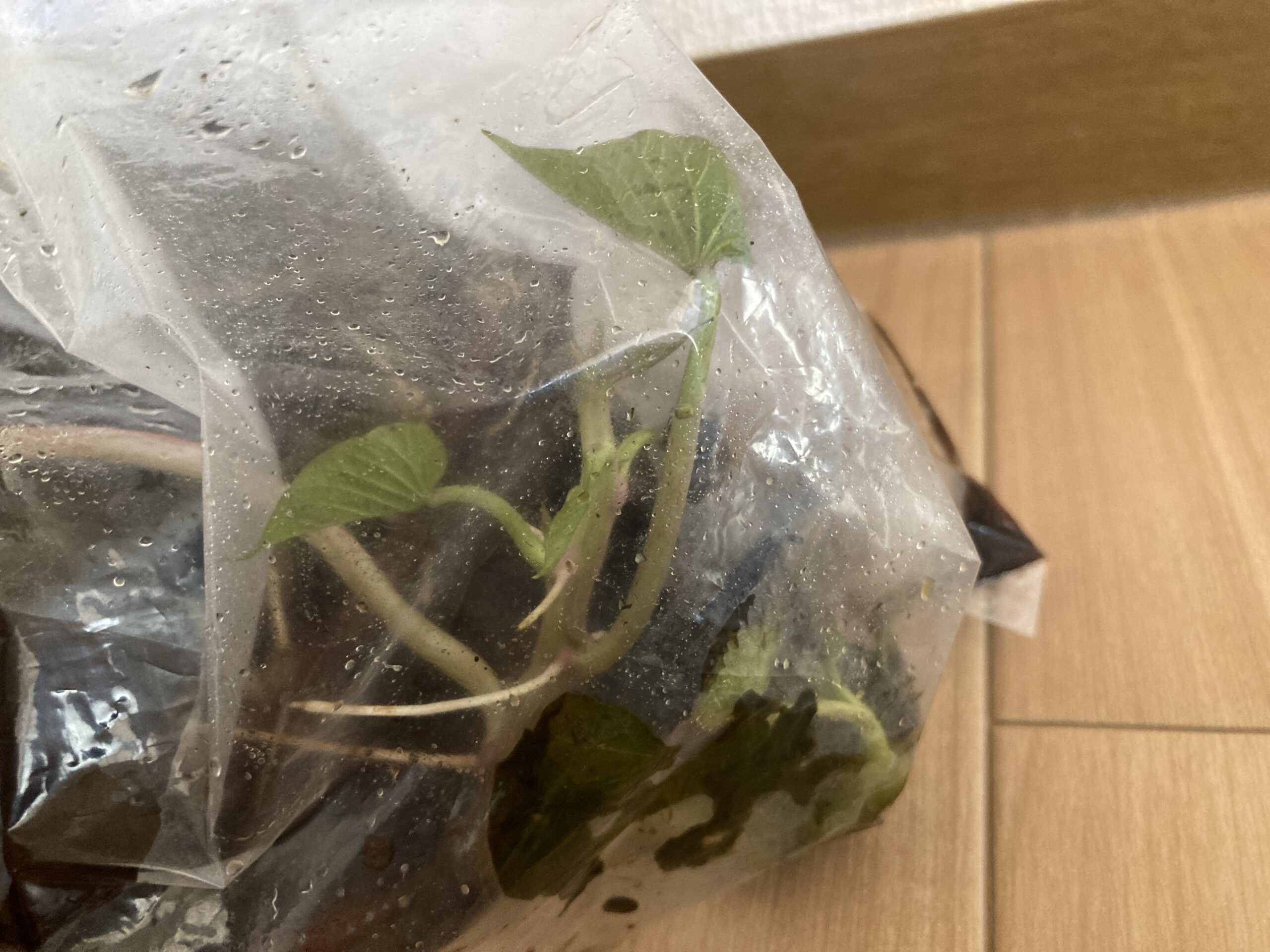 サツマイモの育て方|初心者でも育てやすい!甘くてホクホク、秋の収穫が楽しみな人気野菜