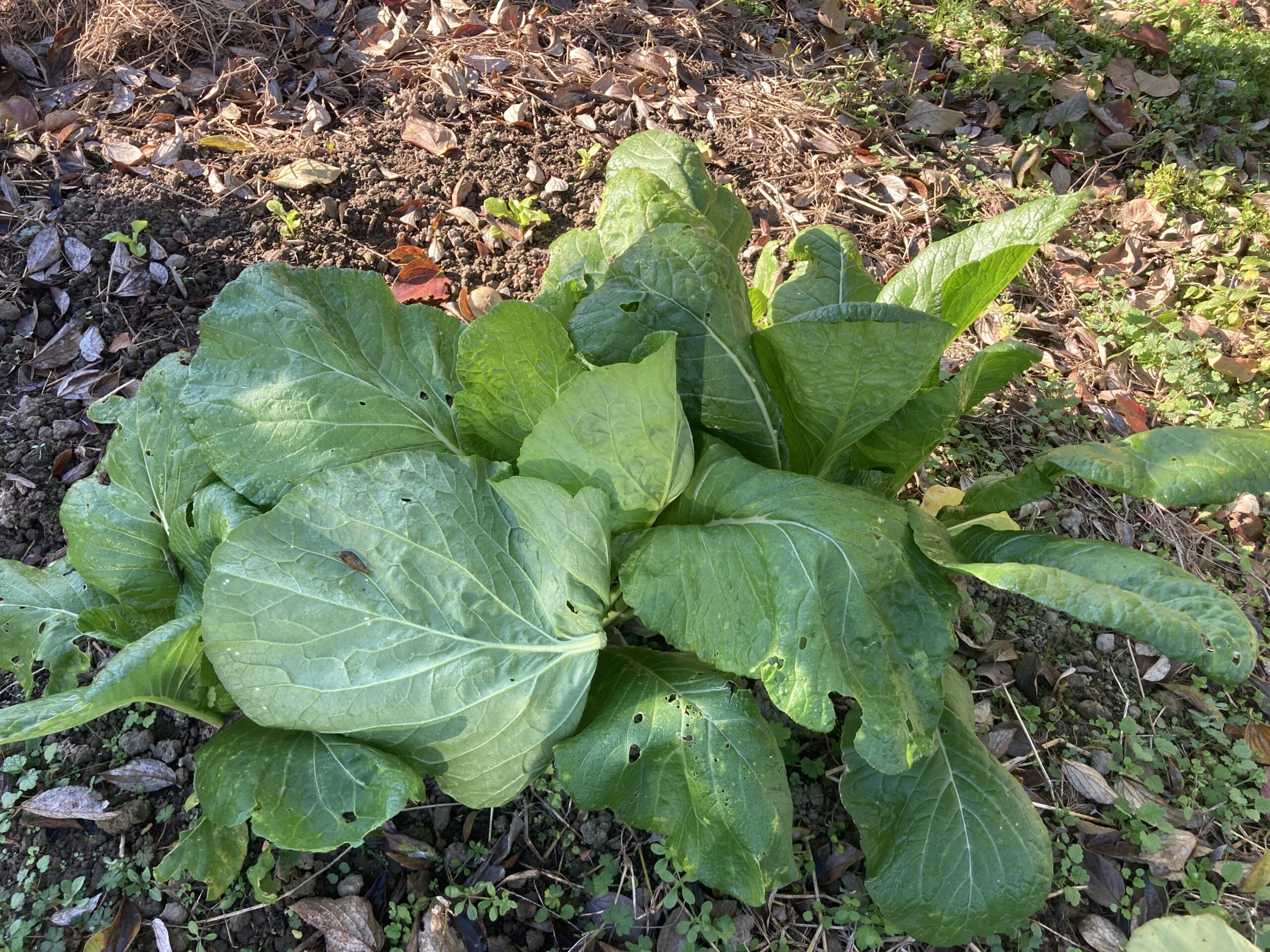 小松菜(コマツナ)の育て方|家庭菜園でも簡単!年中種がまけて年中収穫できる葉物野菜。成長も早く短期間で収穫可能!