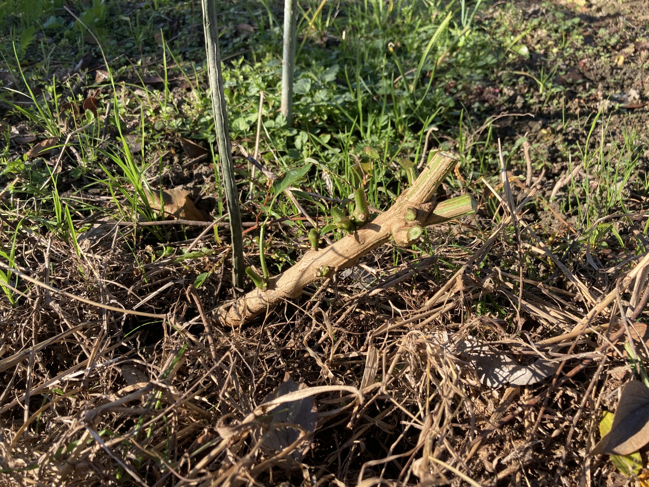 ピーマンの育て方｜初心者でも簡単！プランターでもたっぷり収穫できる方法をご紹介（スーパーで購入したピーマンから種をとって育てる方法も紹介）