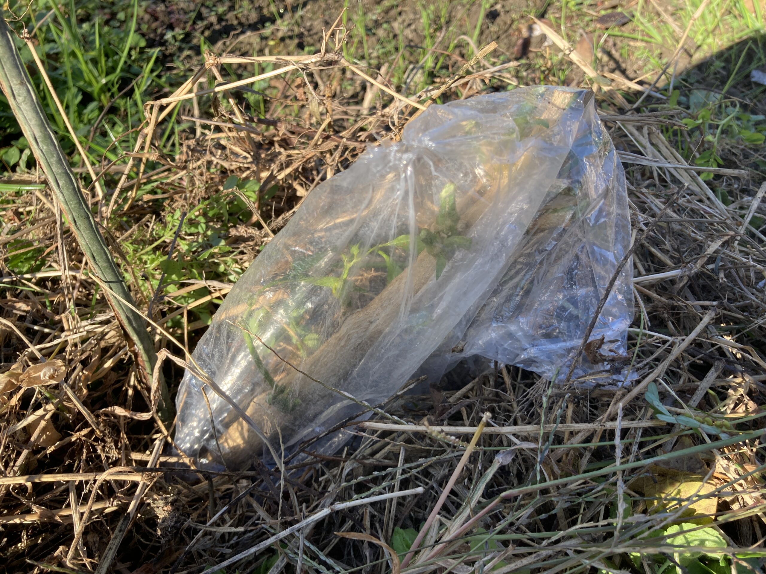 ピーマンの育て方｜初心者でも簡単！プランターでもたっぷり収穫できる方法をご紹介（スーパーで購入したピーマンから種をとって育てる方法も紹介）