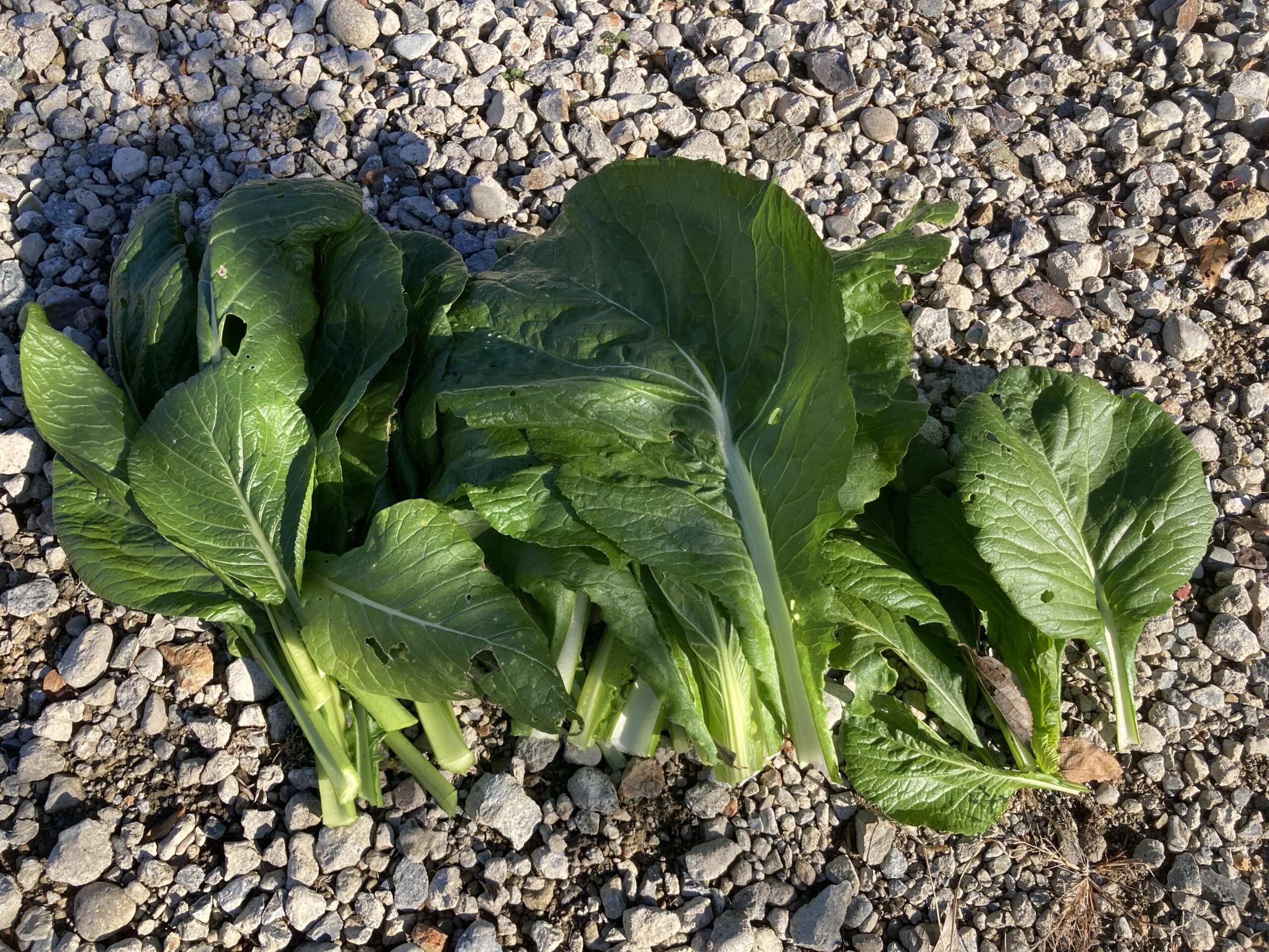 小松菜（コマツナ）の育て方｜家庭菜園でも簡単！年中種がまけて年中収穫できる葉物野菜。成長も早く短期間で収穫可能！