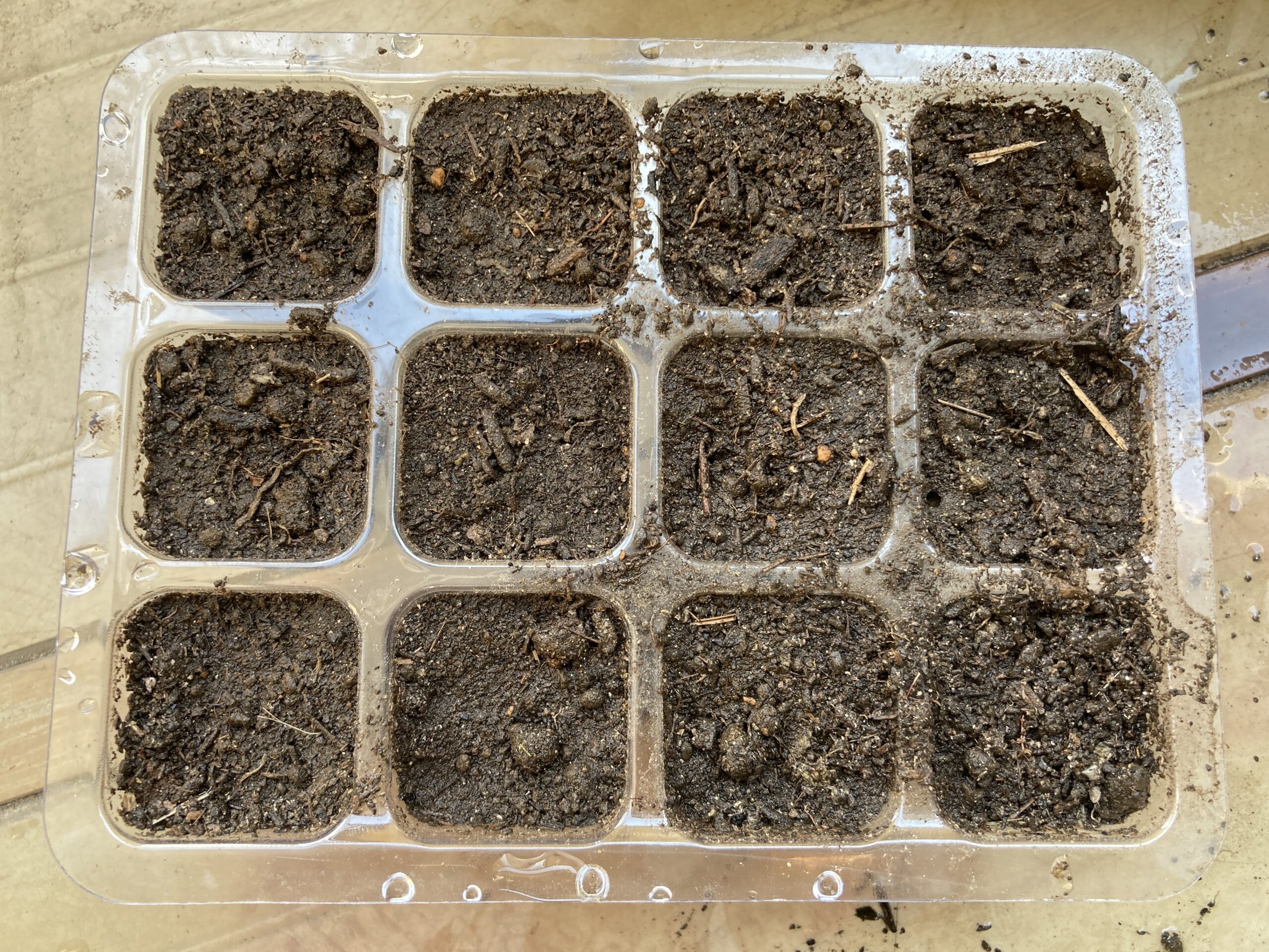 トウモロコシの育て方｜初心者でも簡単！育ててすぐ食べる！格別な甘さを体験しよう【家庭菜園】