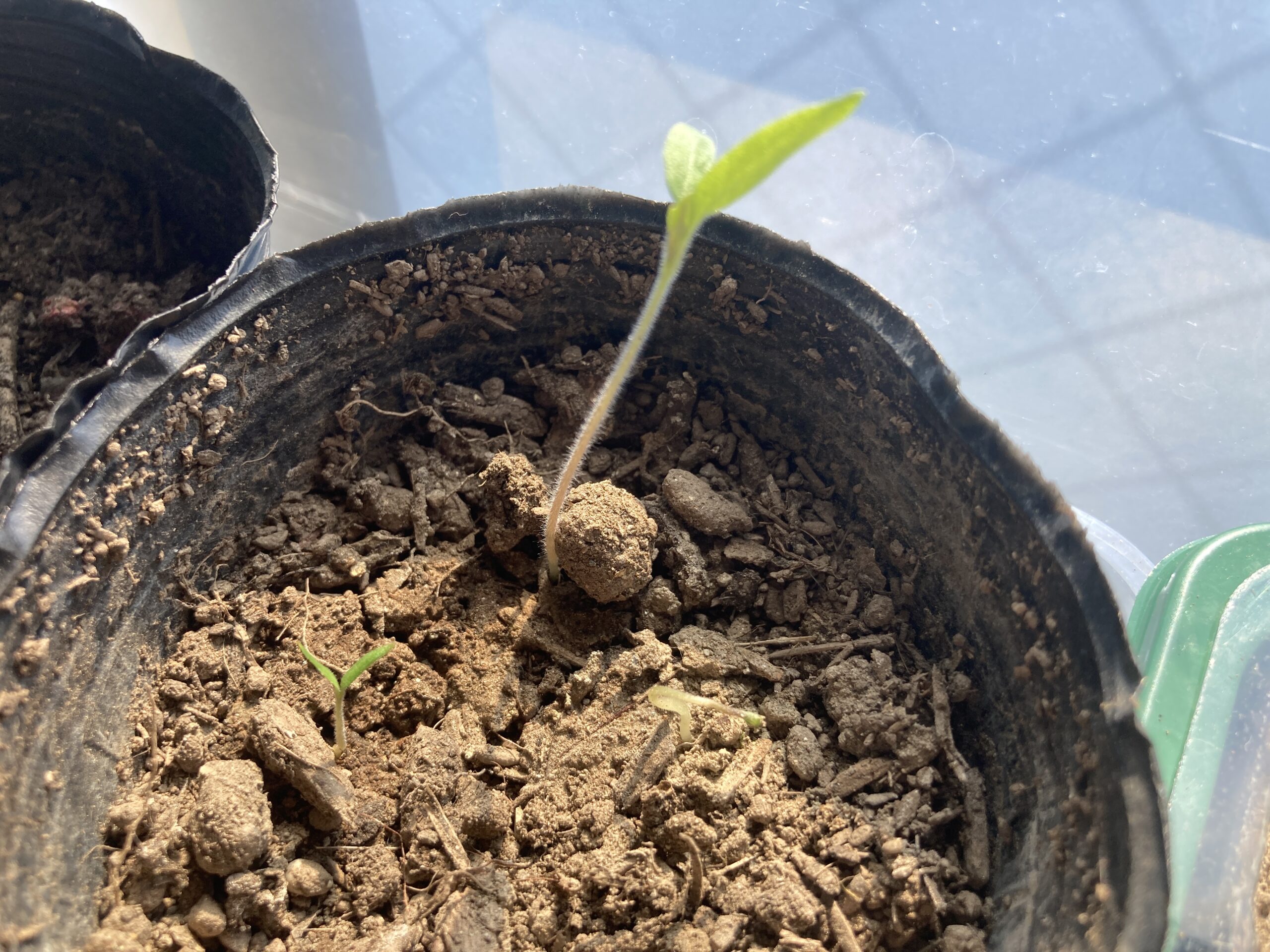 ミニトマトの育て方｜初心者でも簡単！甘くて育てやすい！初心者でも安心のプランター栽培術と活用レシピ