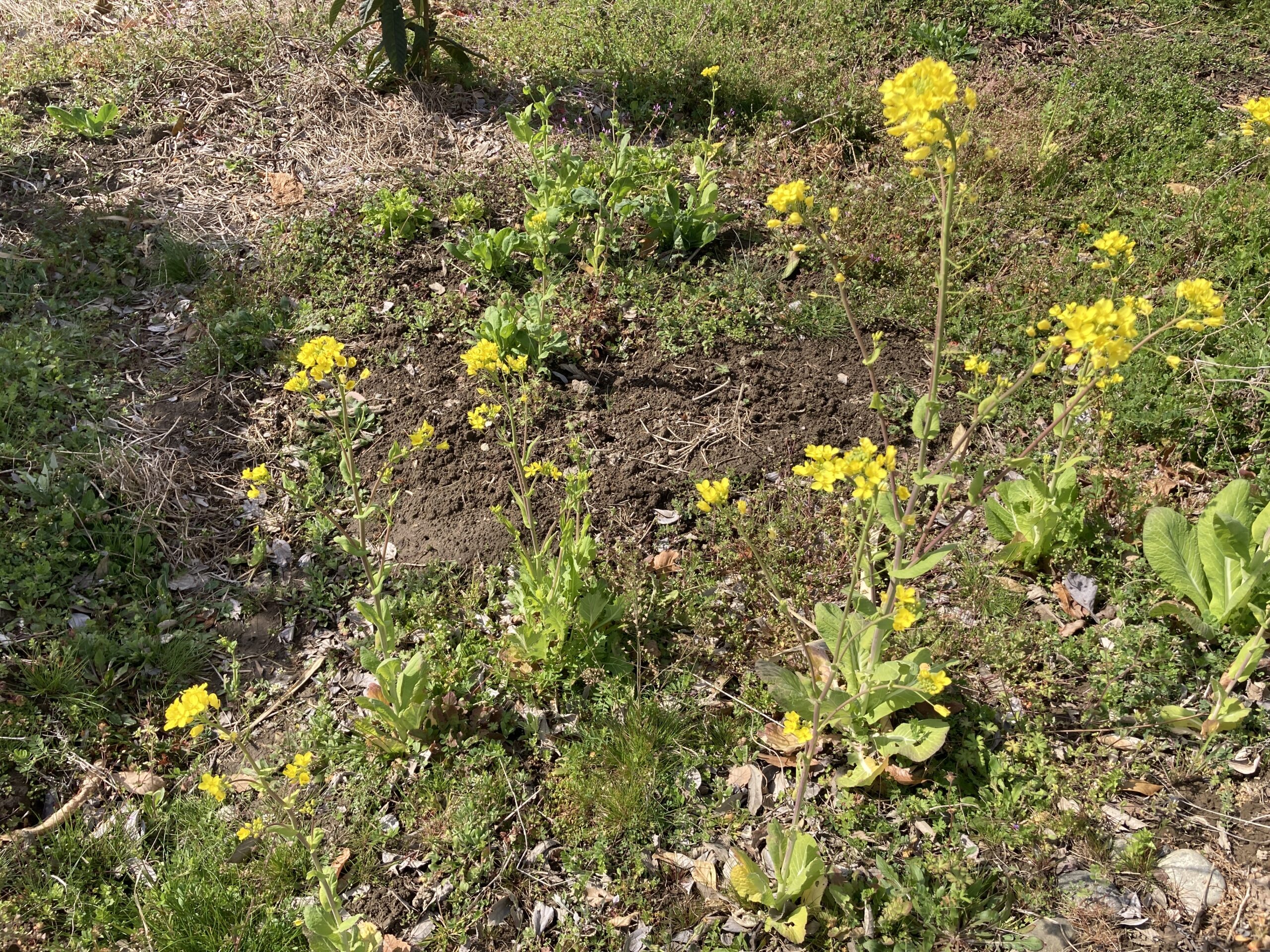 小松菜（コマツナ）の育て方｜家庭菜園でも簡単！年中種がまけて年中収穫できる葉物野菜。成長も早く短期間で収穫可能！