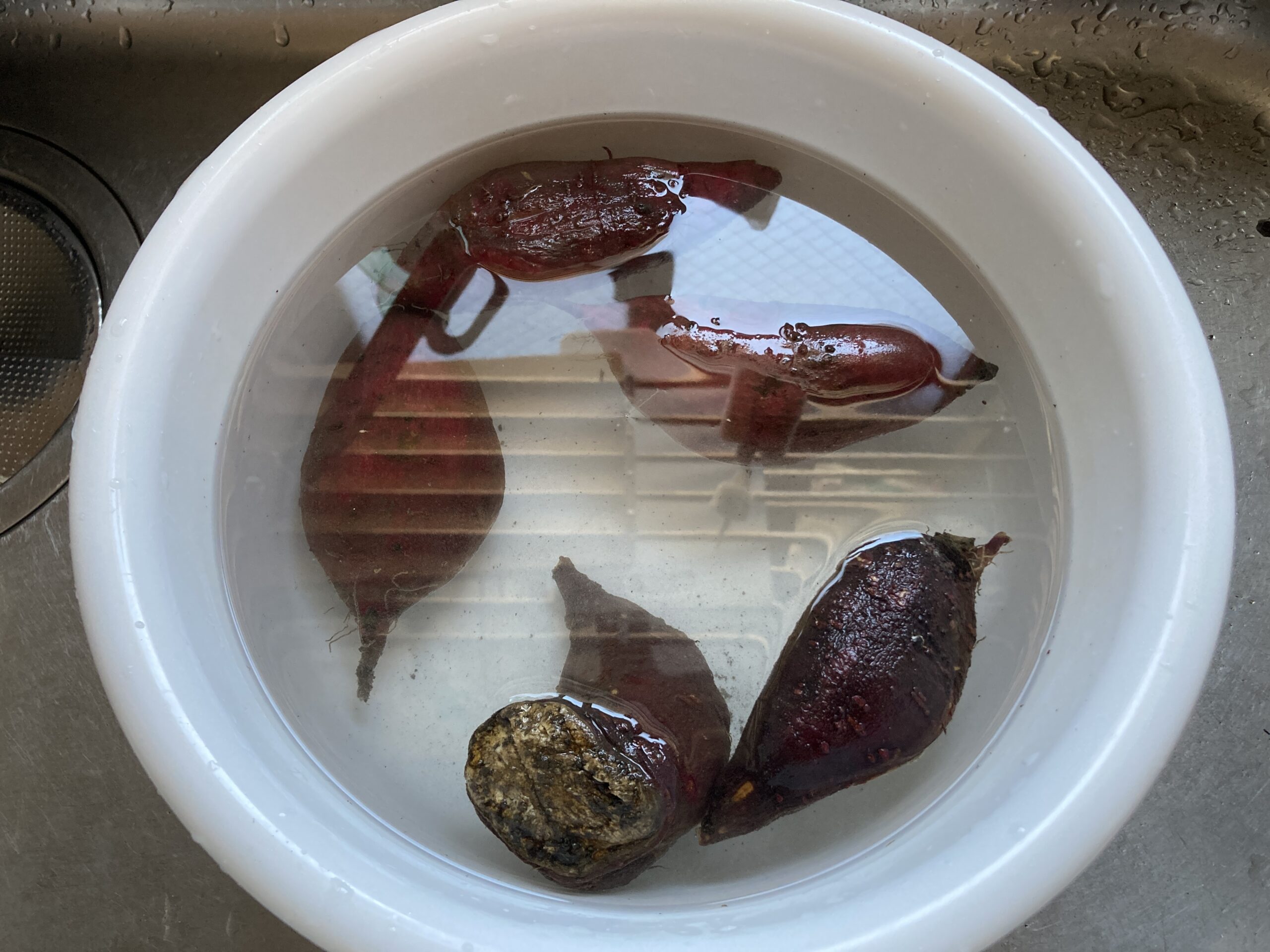 サツマイモの育て方｜初心者でも育てやすい！甘くてホクホク、秋の収穫が楽しみな人気野菜