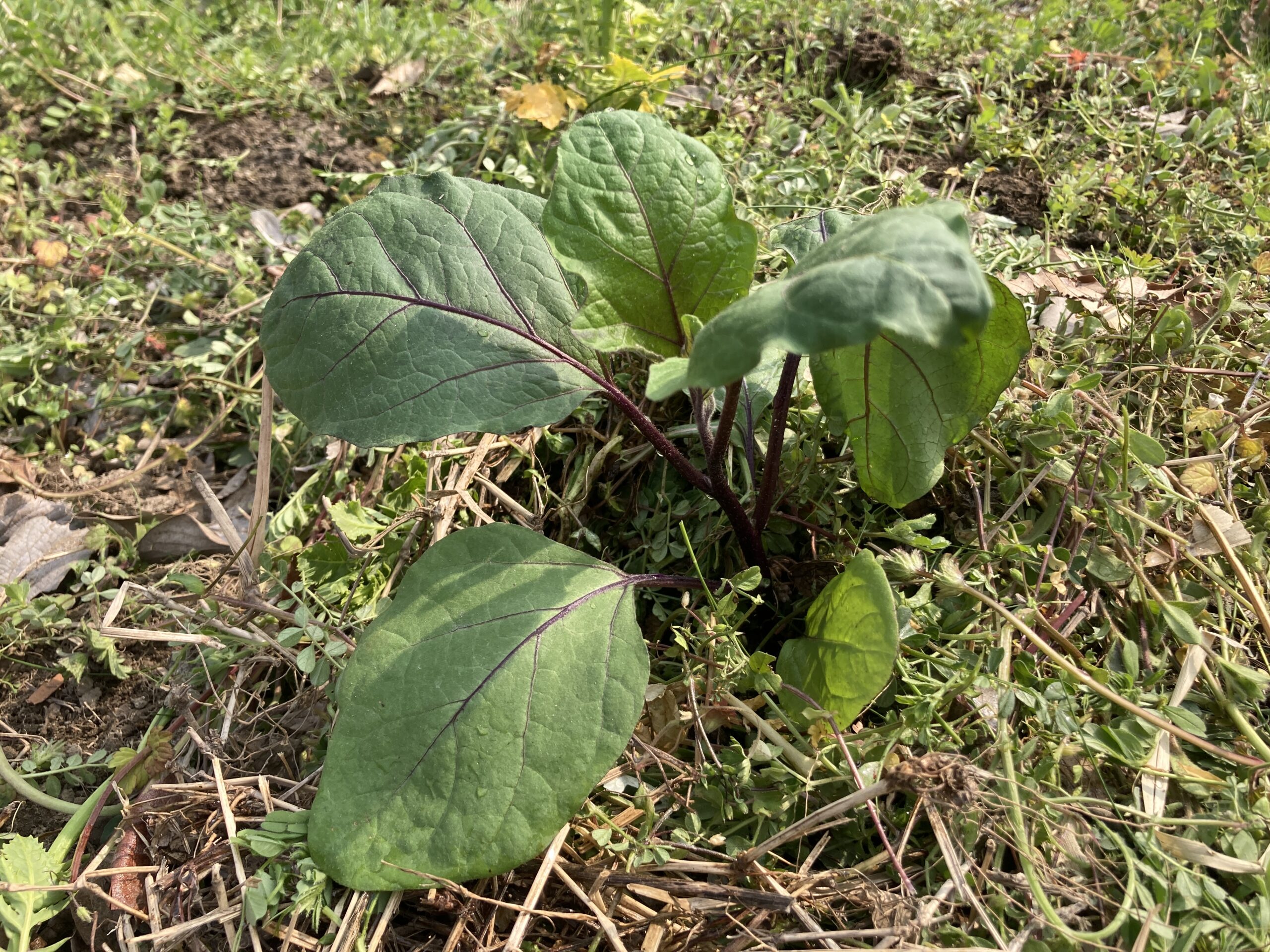 ナスの育て方|初心者でも簡単!初心者でも大量に長く収穫できる夏野菜の王様!【家庭菜園】
