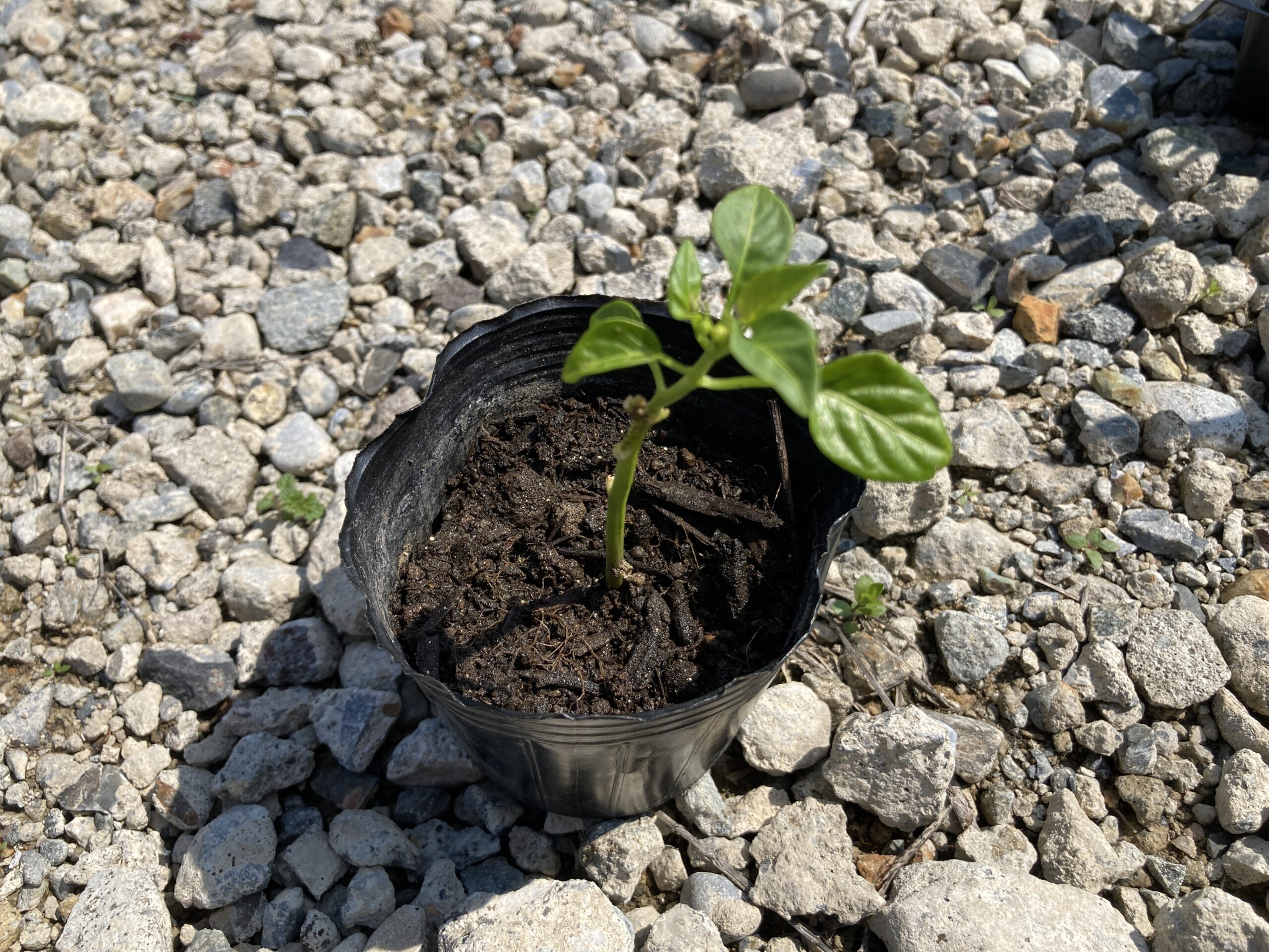 ピーマンの育て方|初心者でも簡単!プランターでもたっぷり収穫できる方法をご紹介(スーパーで購入したピーマンから種をとって育てる方法も紹介)