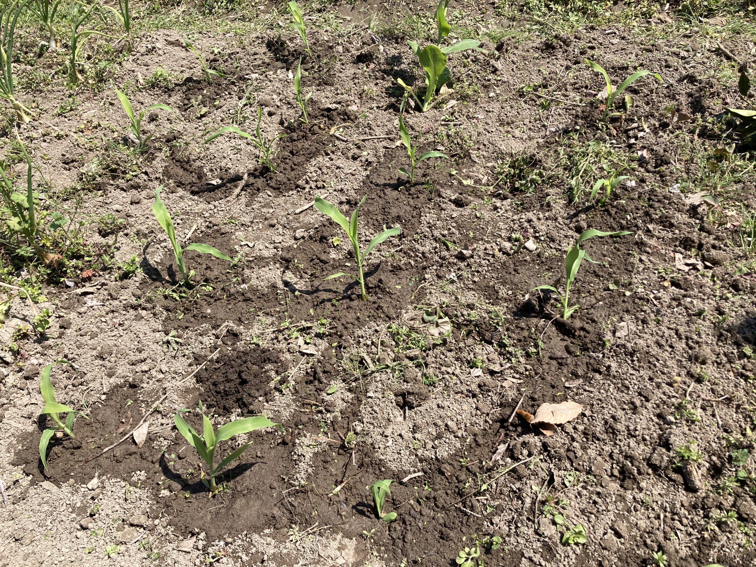 トウモロコシの育て方｜初心者でも簡単！育ててすぐ食べる！格別な甘さを体験しよう【家庭菜園】