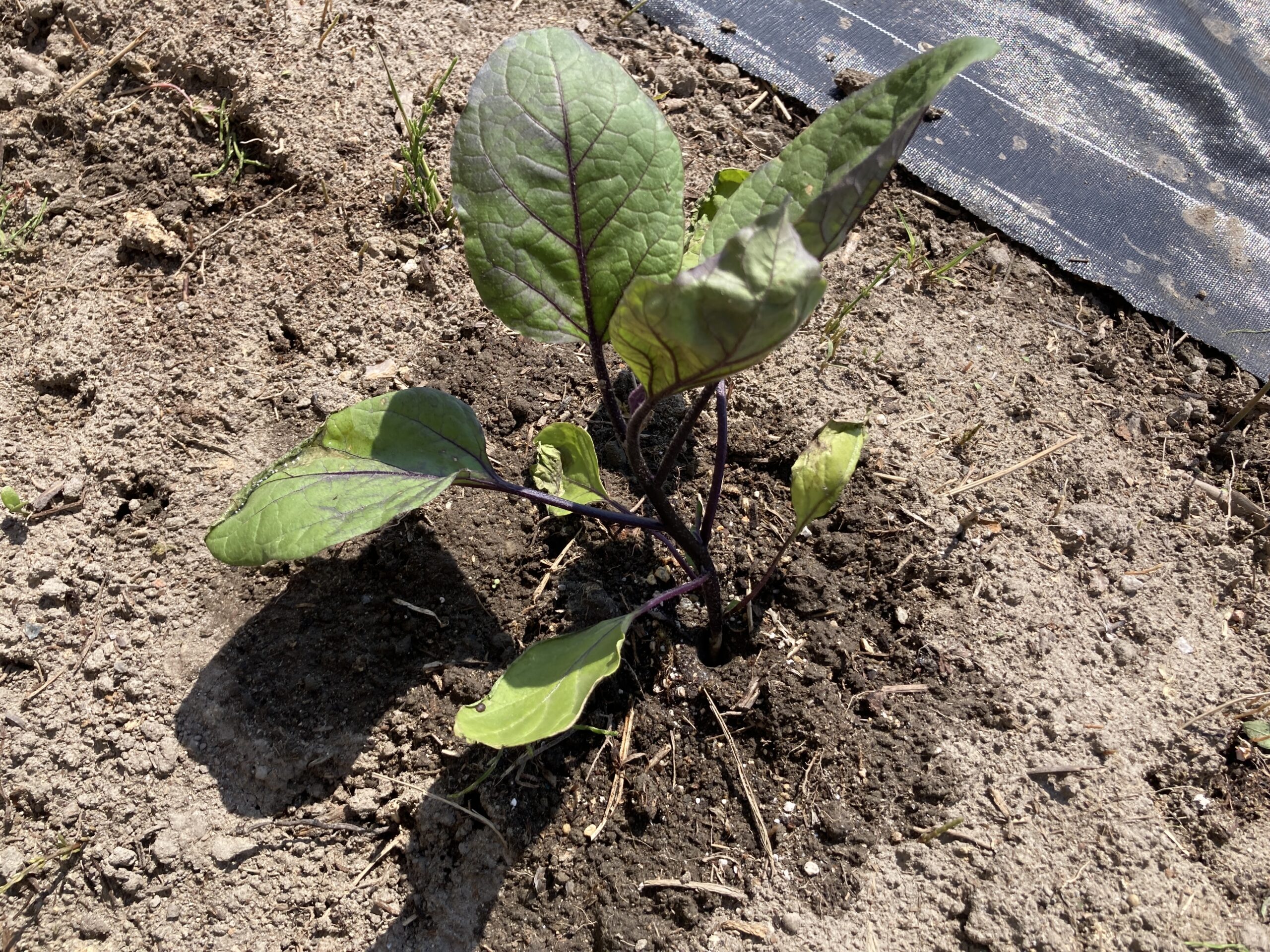 ナスの育て方|初心者でも簡単!初心者でも大量に長く収穫できる夏野菜の王様!【家庭菜園】