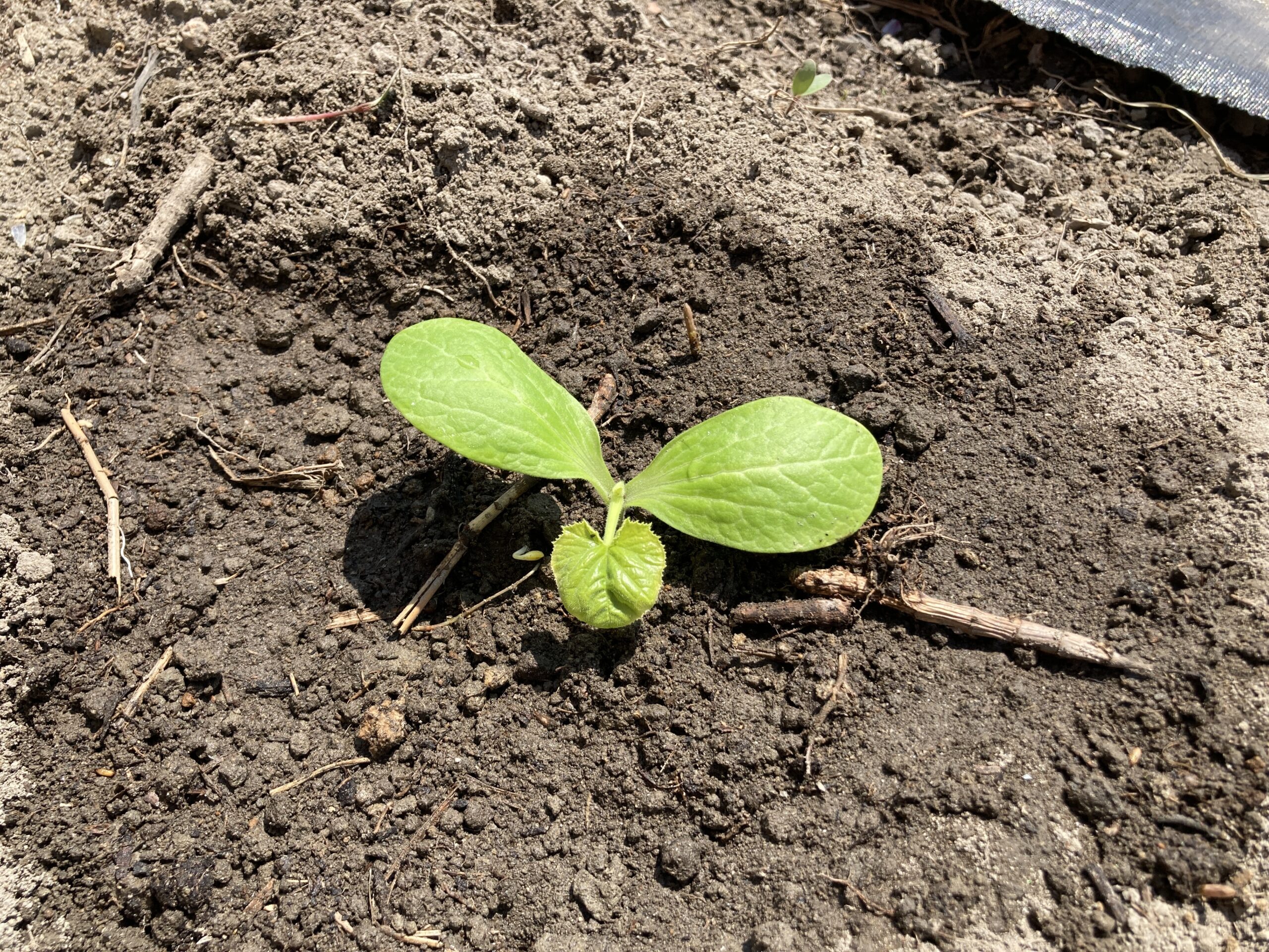 ズッキーニの育て方｜初心者でも簡単！収穫期間が長く、一株から多くの実が採れる、トロトロの夏野菜を作ろう