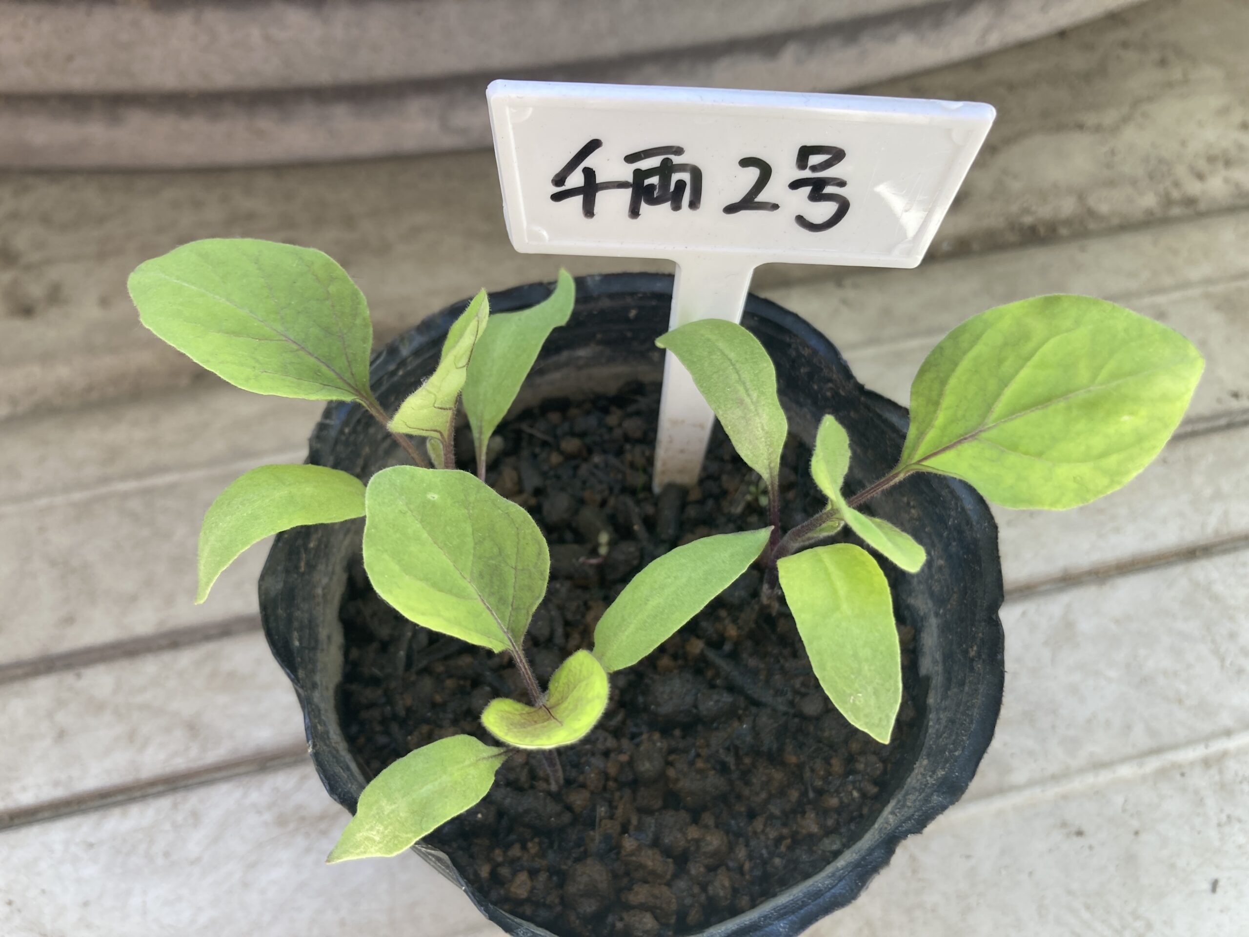 ナスの育て方|初心者でも簡単!初心者でも大量に長く収穫できる夏野菜の王様!【家庭菜園】