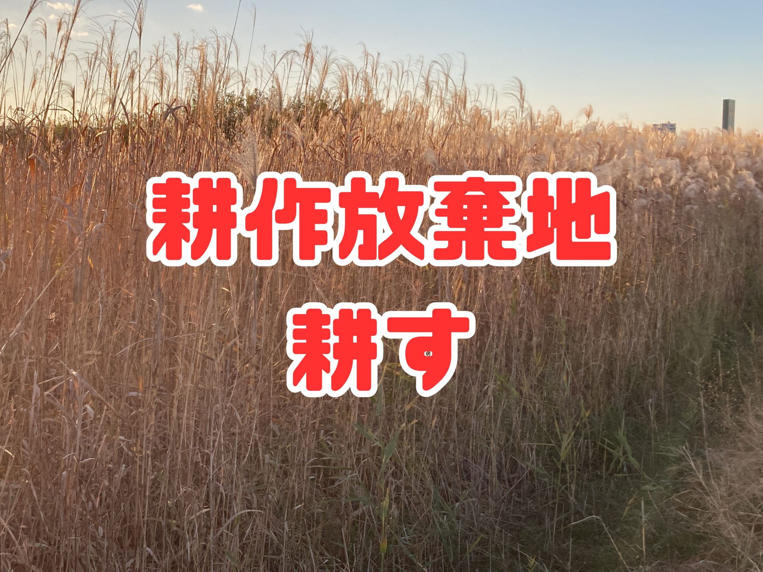 耕作放棄地を耕して畑（家庭菜園）にしますB（無農薬・有機栽培・不耕起栽培）