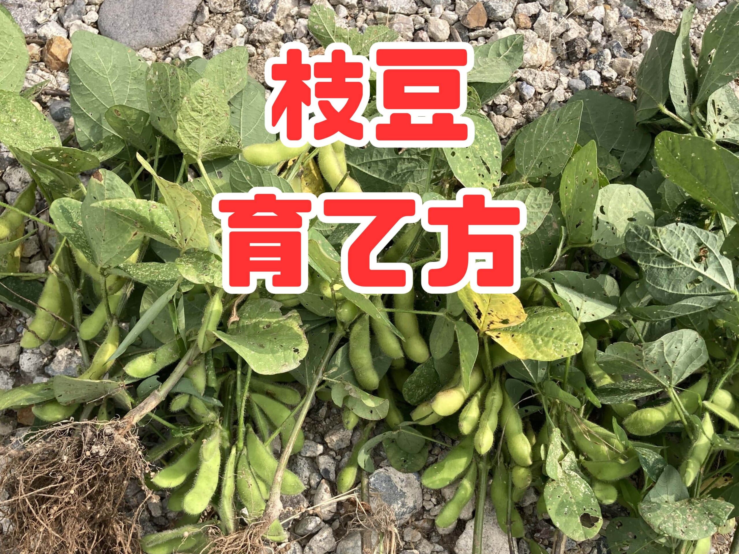 エダマメ（枝豆）の育て方｜初心者でも簡単！ビールのお供としても大人気な夏野菜【家庭菜園】