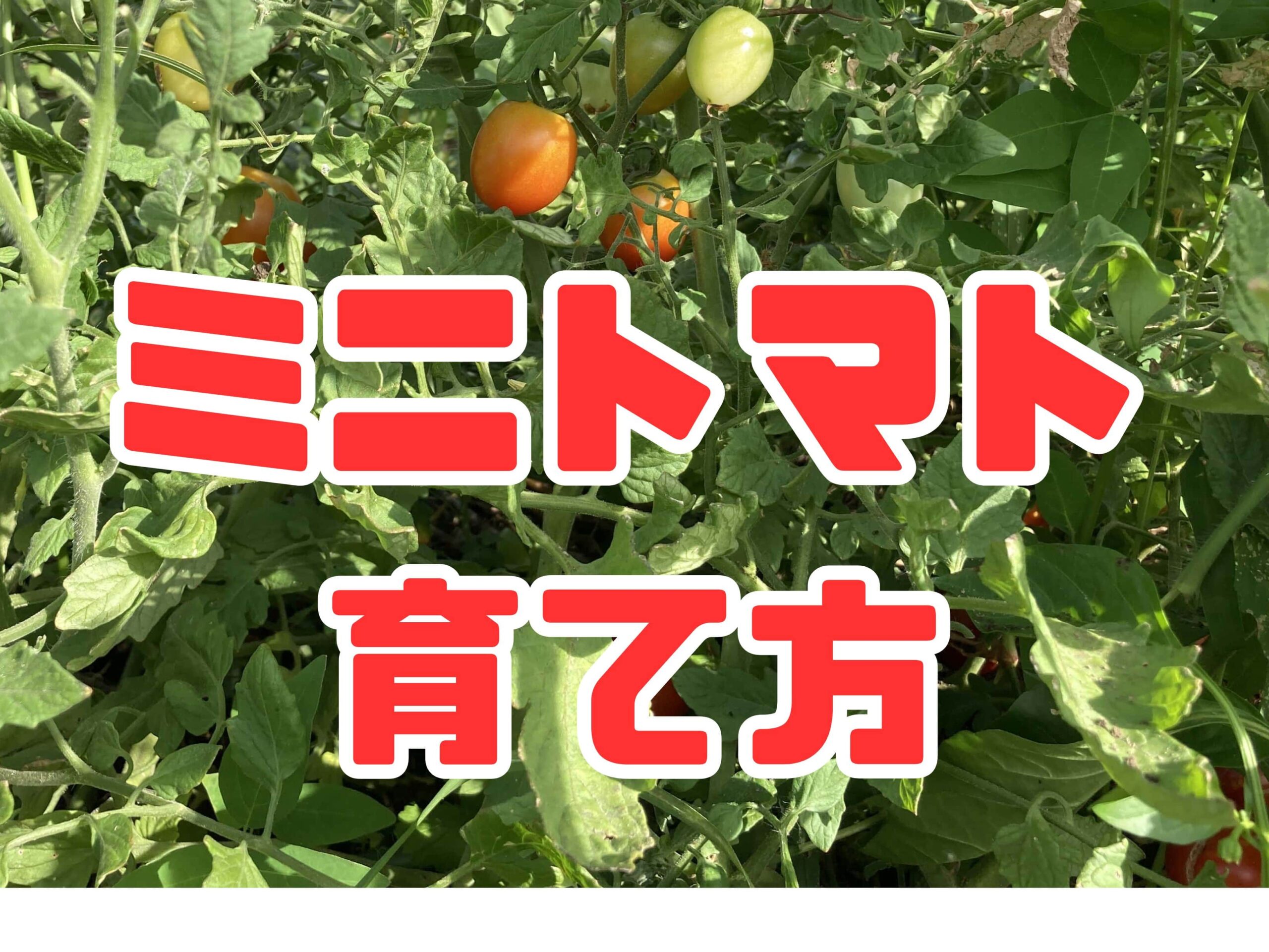 ミニトマトの育て方｜初心者でも簡単！甘くて育てやすい！初心者でも安心のプランター栽培術と活用レシピ