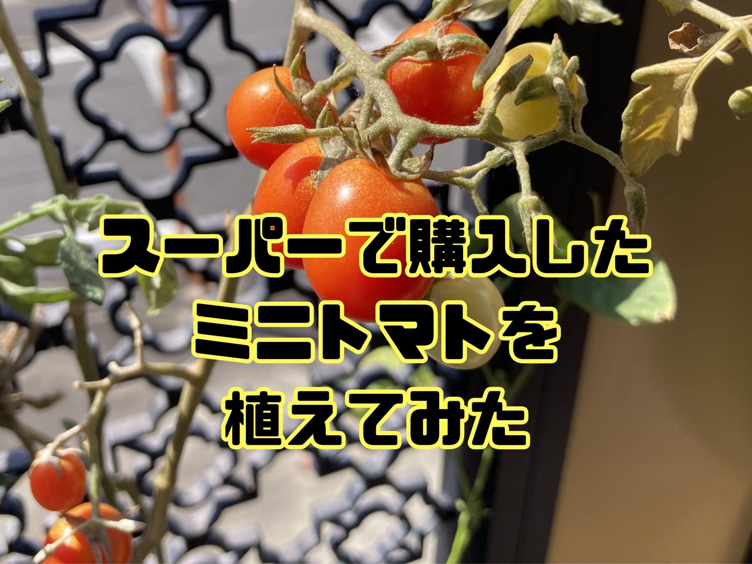 スーパーで買ったミニトマトを土に植えて「ミニトマト」を大量に収穫する方法をご紹介します【ミニトマトの育て方｜初心者でも簡単】