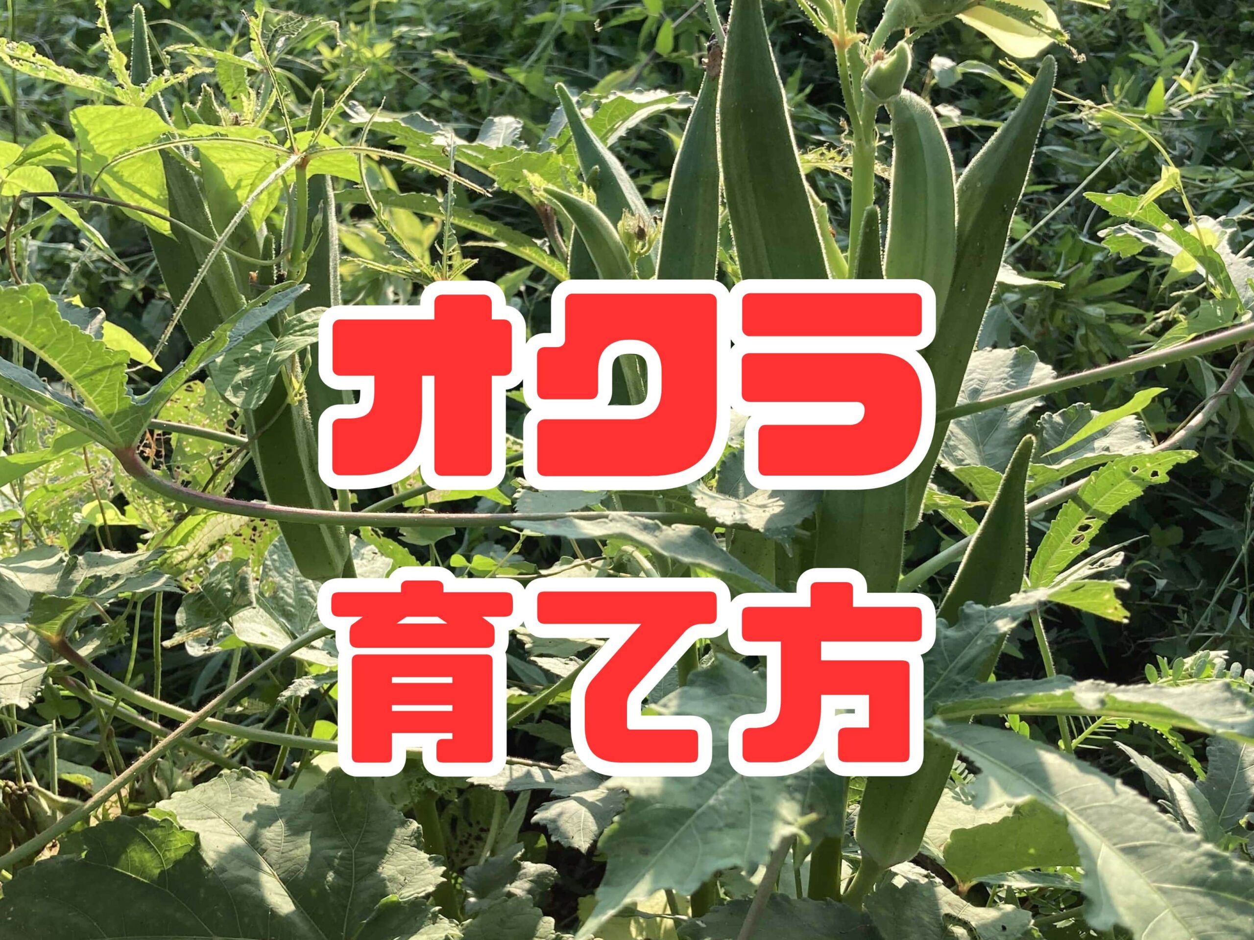 オクラの育て方｜家庭菜園初心者にもおすすめ！ネバネバ栄養たっぷりの夏野菜を育てよう