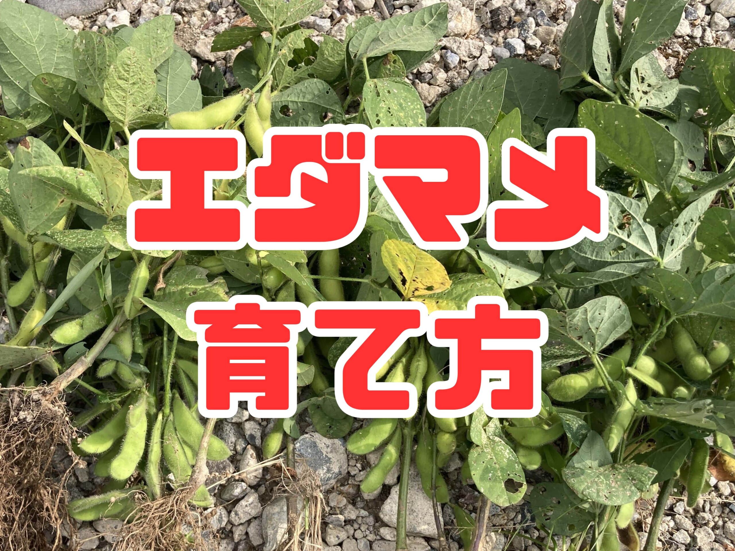 エダマメ（枝豆）の育て方｜初心者でも簡単！ビールのお供としても大人気な夏野菜【家庭菜園】