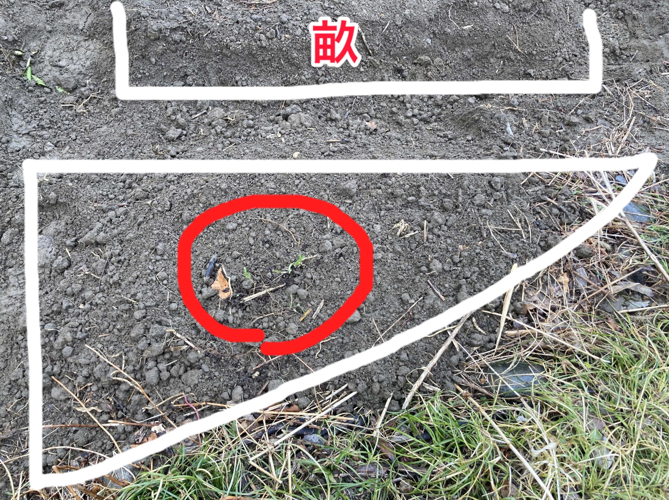 耕作放棄地を耕して畑（家庭菜園）にします②