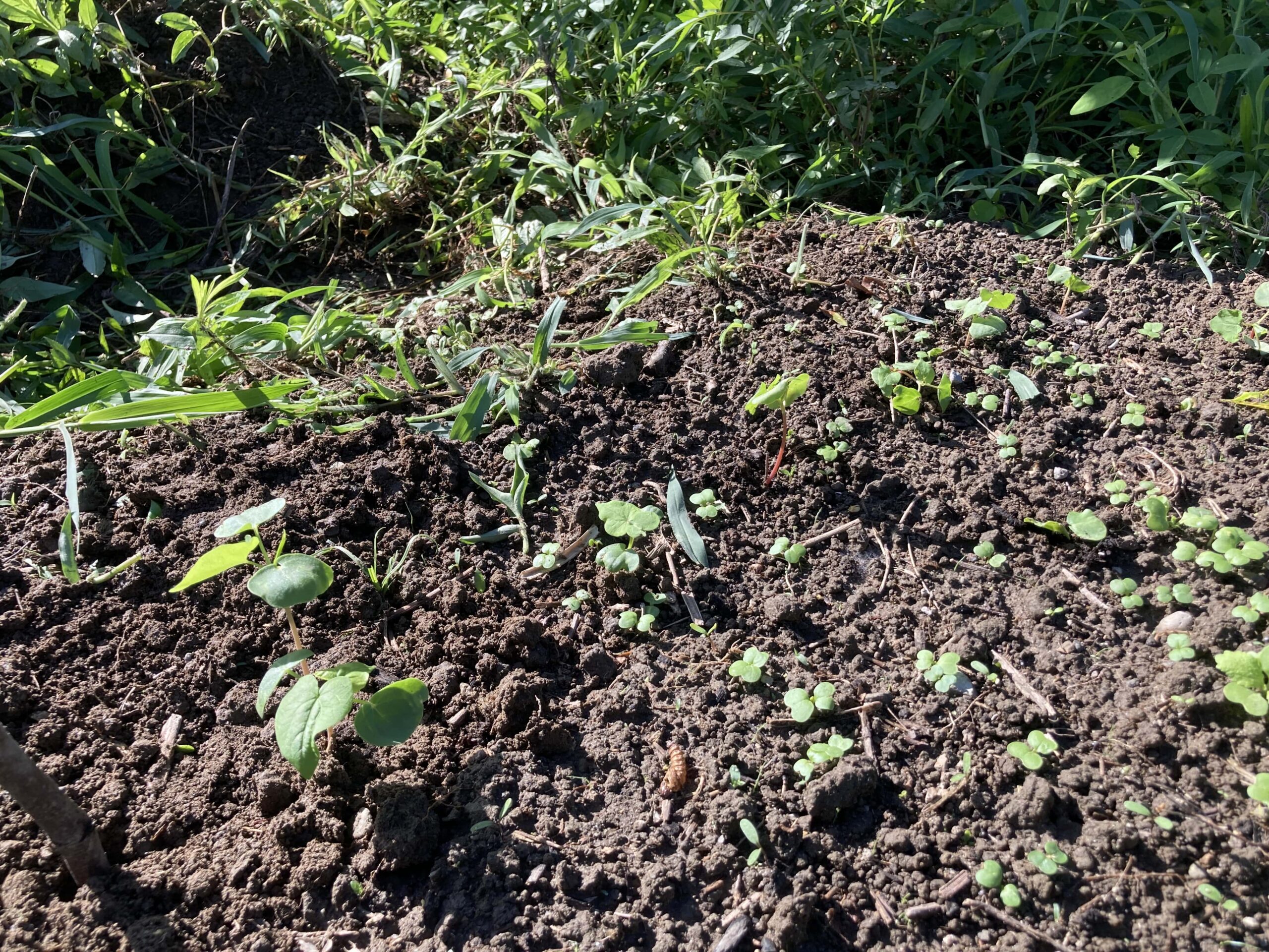 そばの育て方｜初心者でも簡単！痩せた土地でもよく育ち、収穫後は自家製そばを楽しもう！