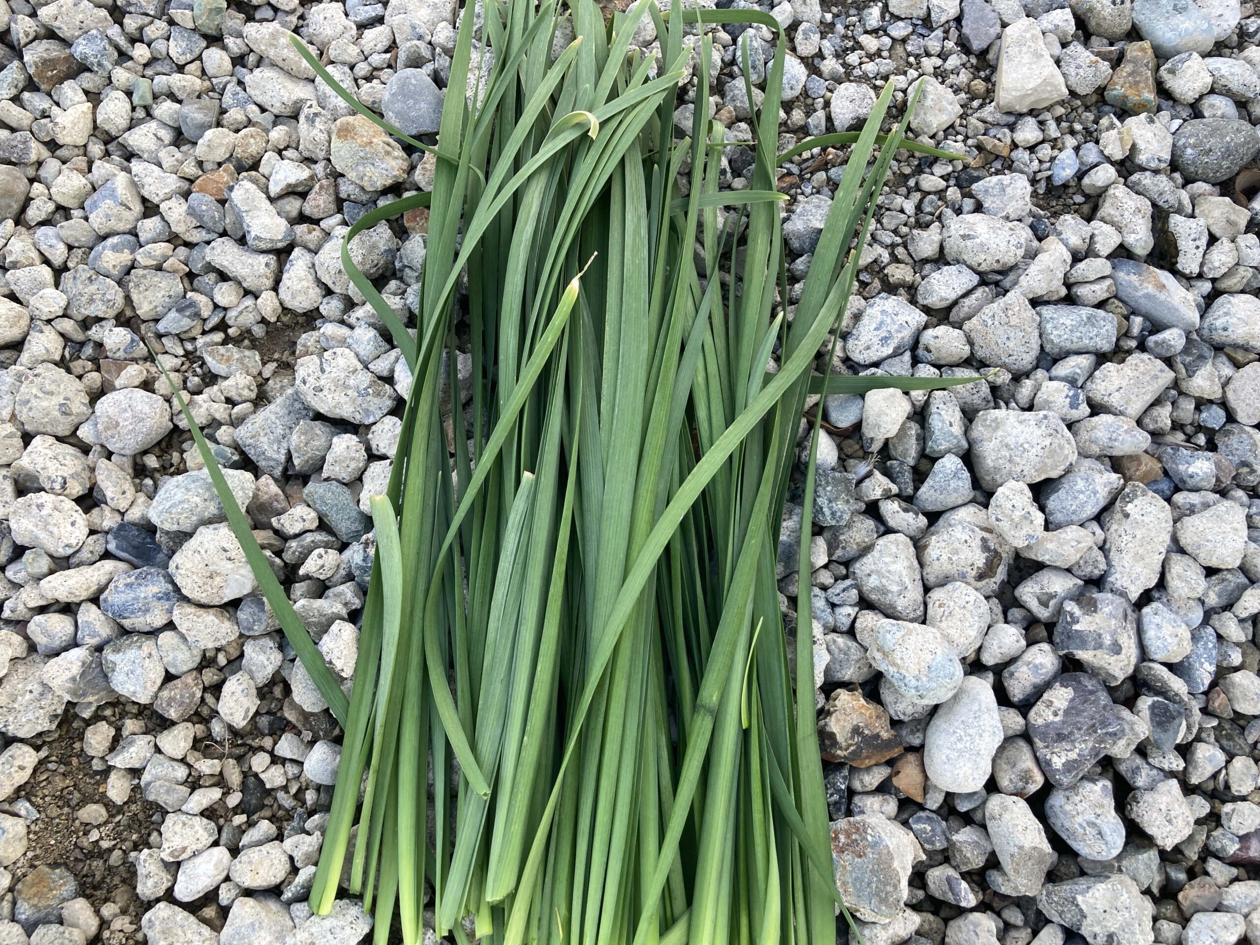 ニラの育て方｜初心者でも簡単！一度植えたら何度も収穫！丈夫で育てやすいスタミナ野菜