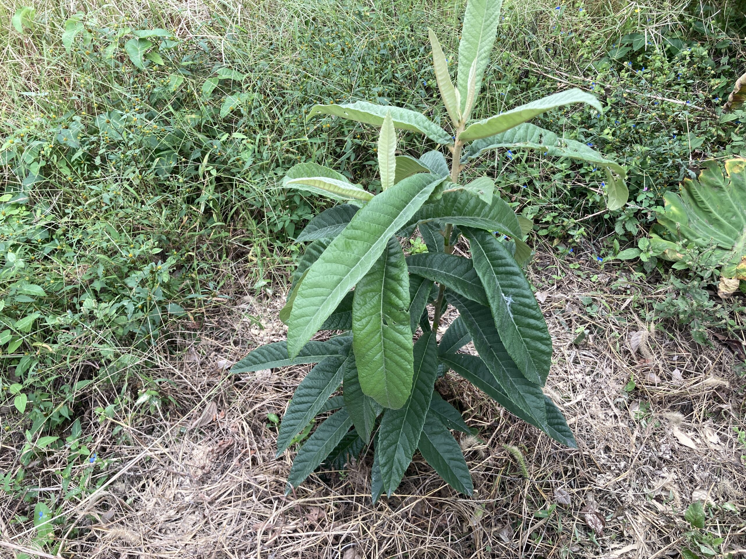 ビワの育て方|初心者でも簡単!甘くて爽やかな初夏の果実を家庭で育てよう!種・挿し木からの育て方も解説