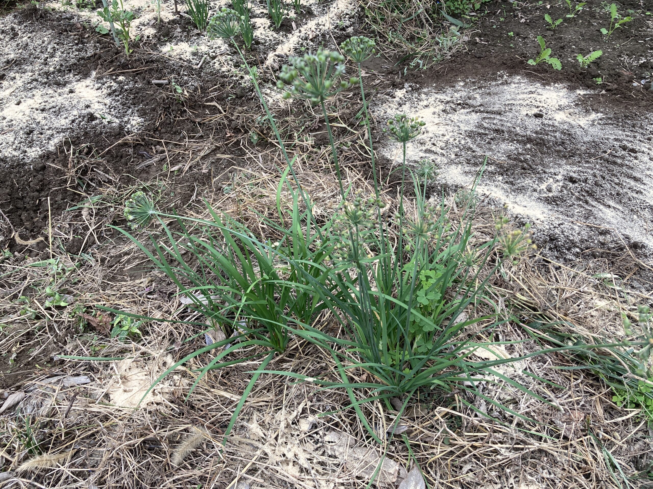 ニラの育て方|初心者でも簡単!一度植えたら何度も収穫!丈夫で育てやすいスタミナ野菜