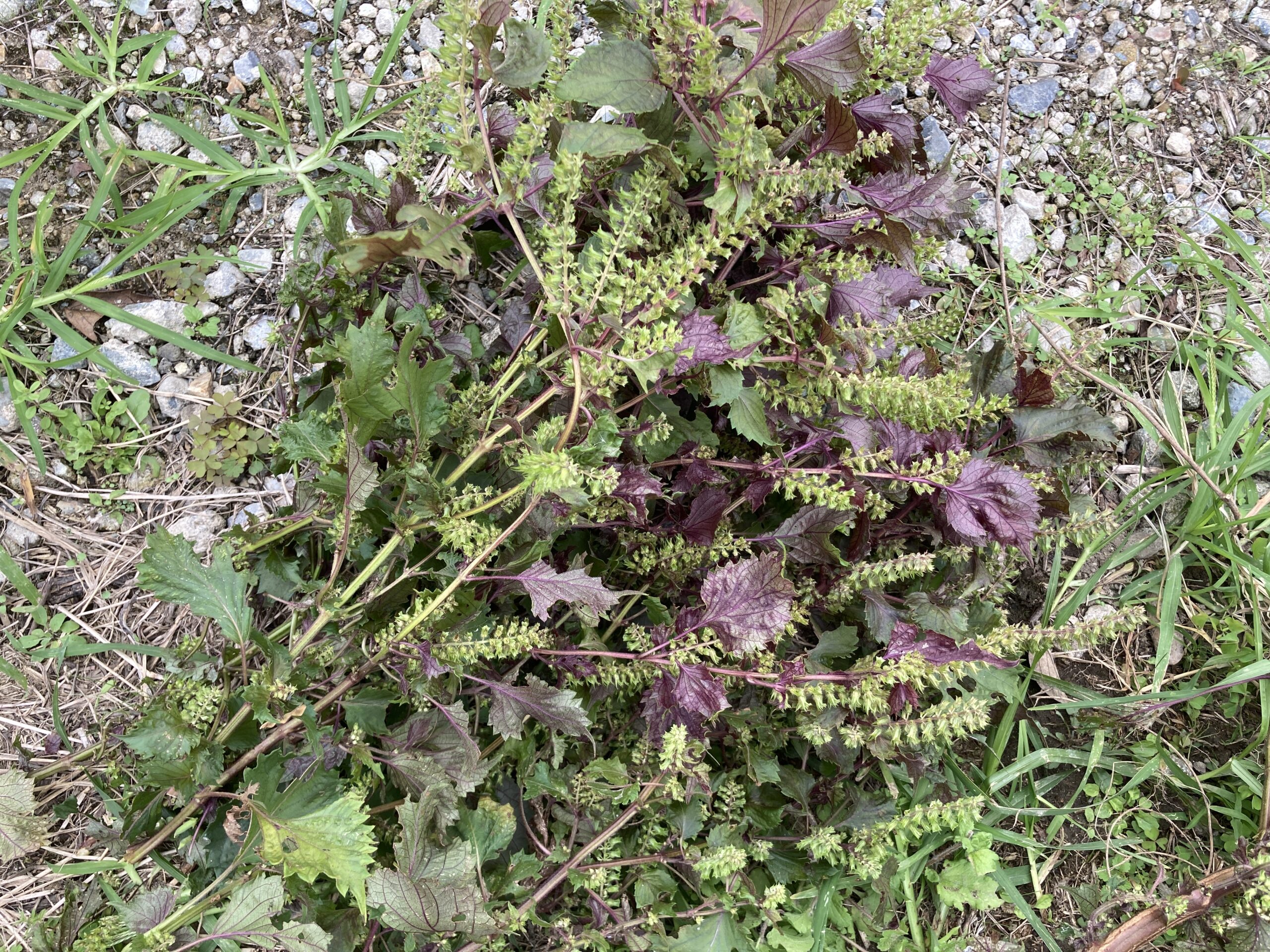 大葉（シソ・紫蘇）の育て方｜初心者におすすめ！香り豊かで料理の名脇役！初心者でも簡単に育てられる万能ハーブ！