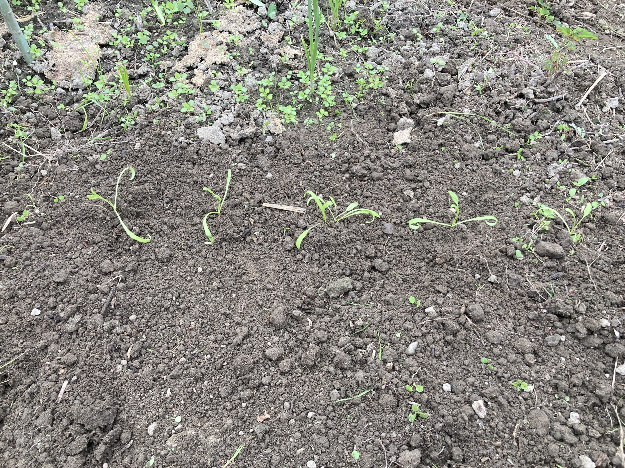 ホウレンソウ(ほうれん草)の育て方|初心者におすすめ!家庭菜園で栄養満点の葉物野菜を育てよう!