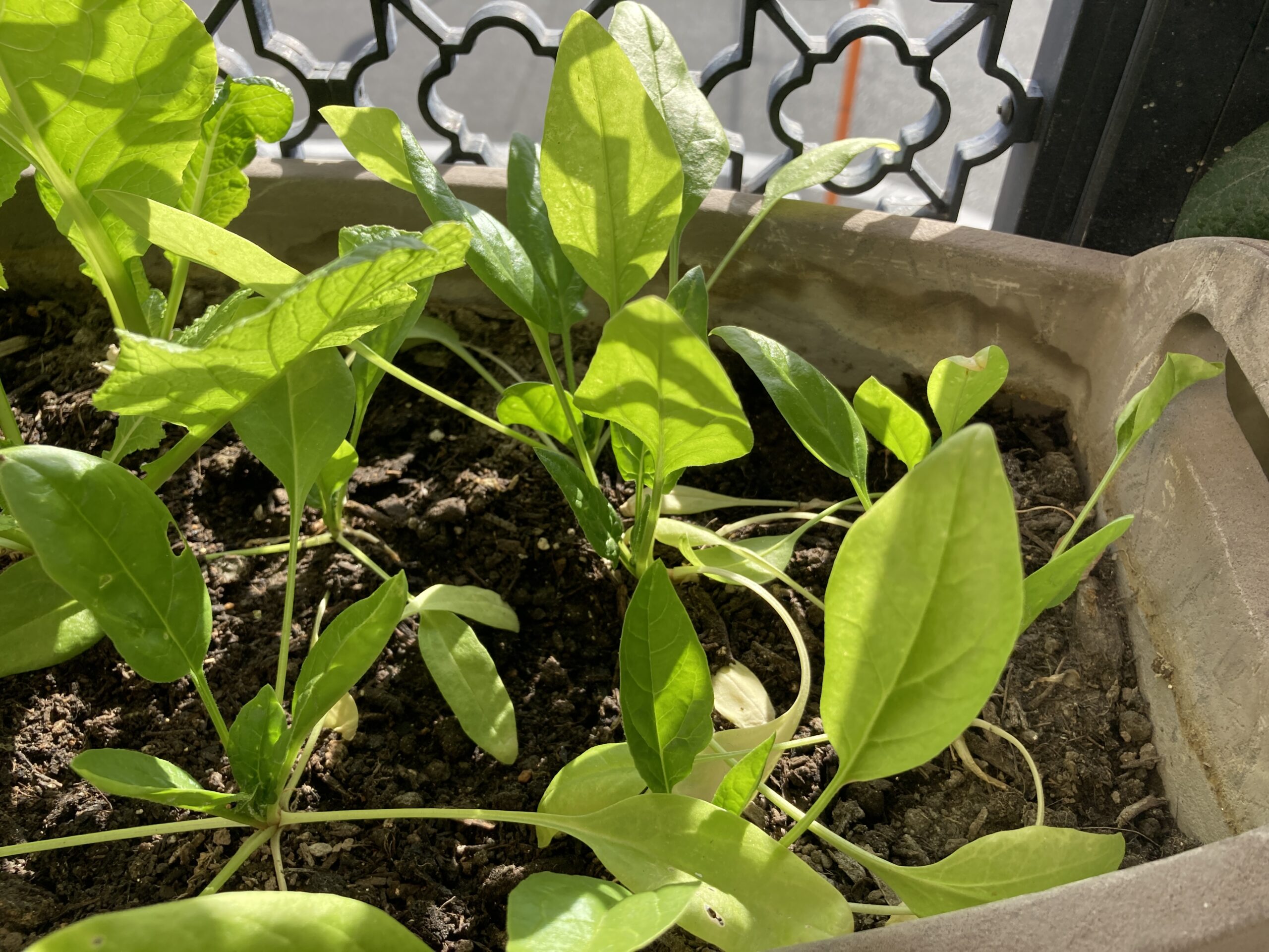 ホウレンソウ（ほうれん草）の育て方｜初心者におすすめ！家庭菜園で栄養満点の葉物野菜を育てよう！