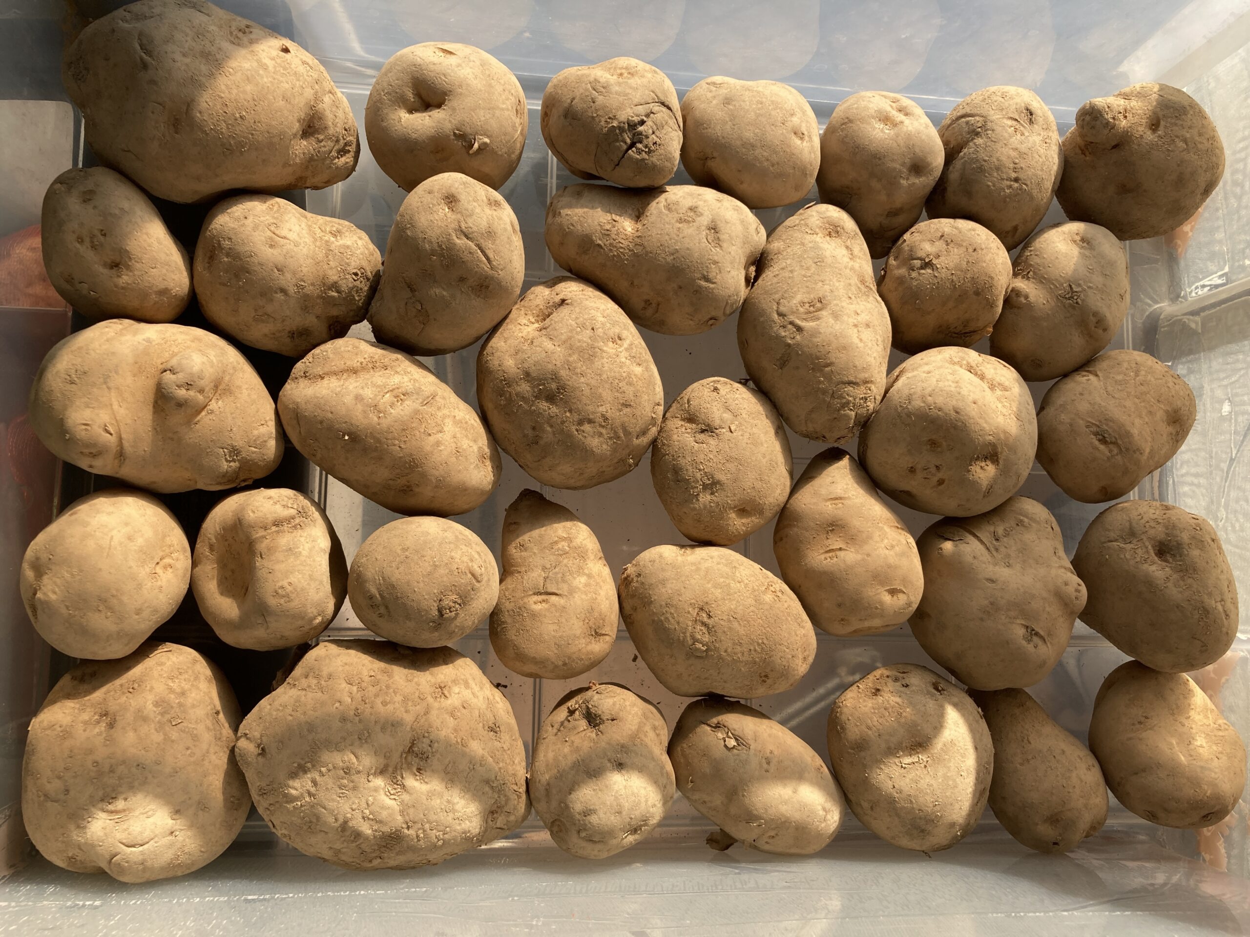 ジャガイモの育て方｜初心者でも簡単！春と秋に育てられる！家庭菜園初心者にもおすすめの人気野菜